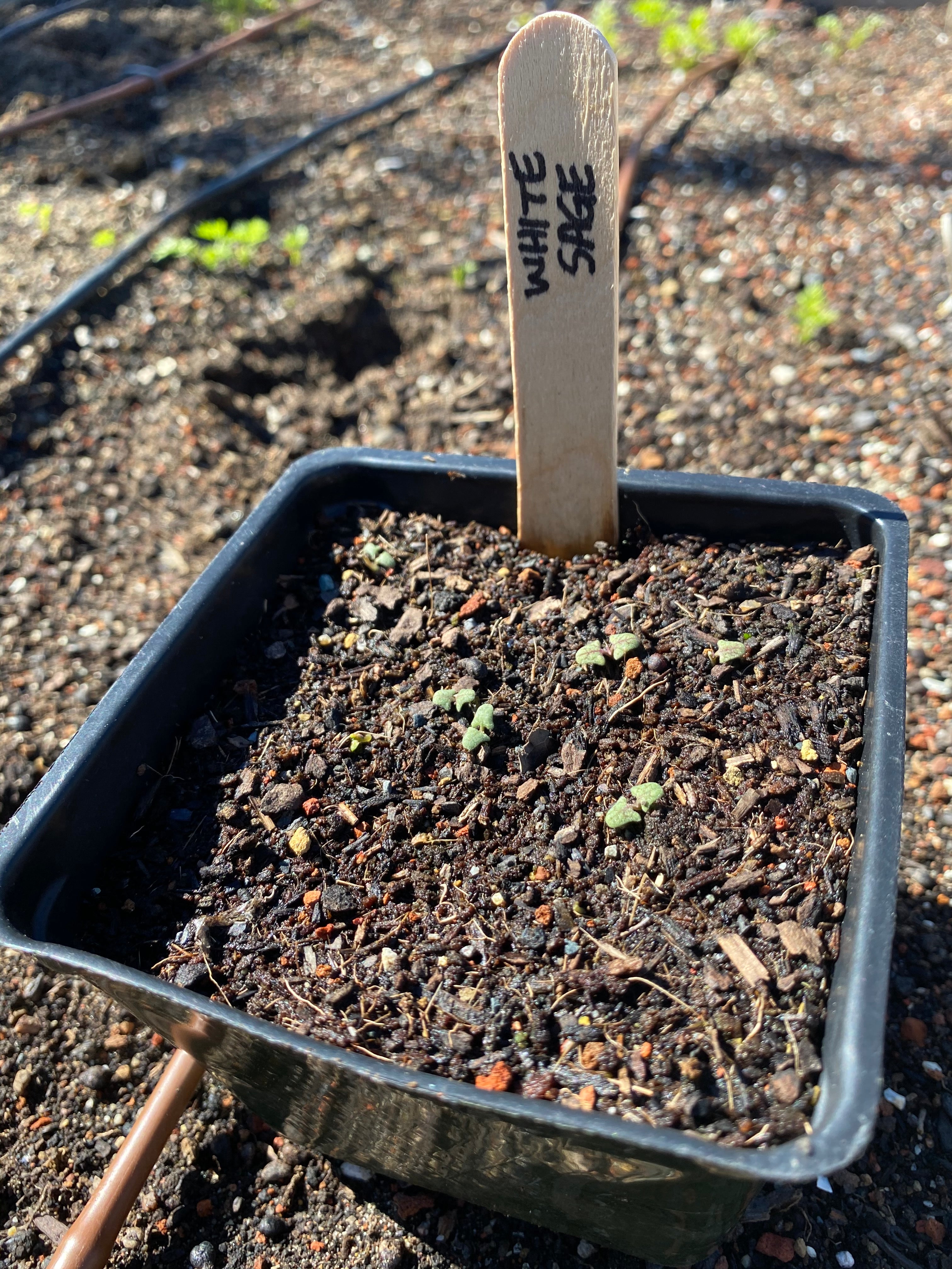 White Sage | Salvia apiana