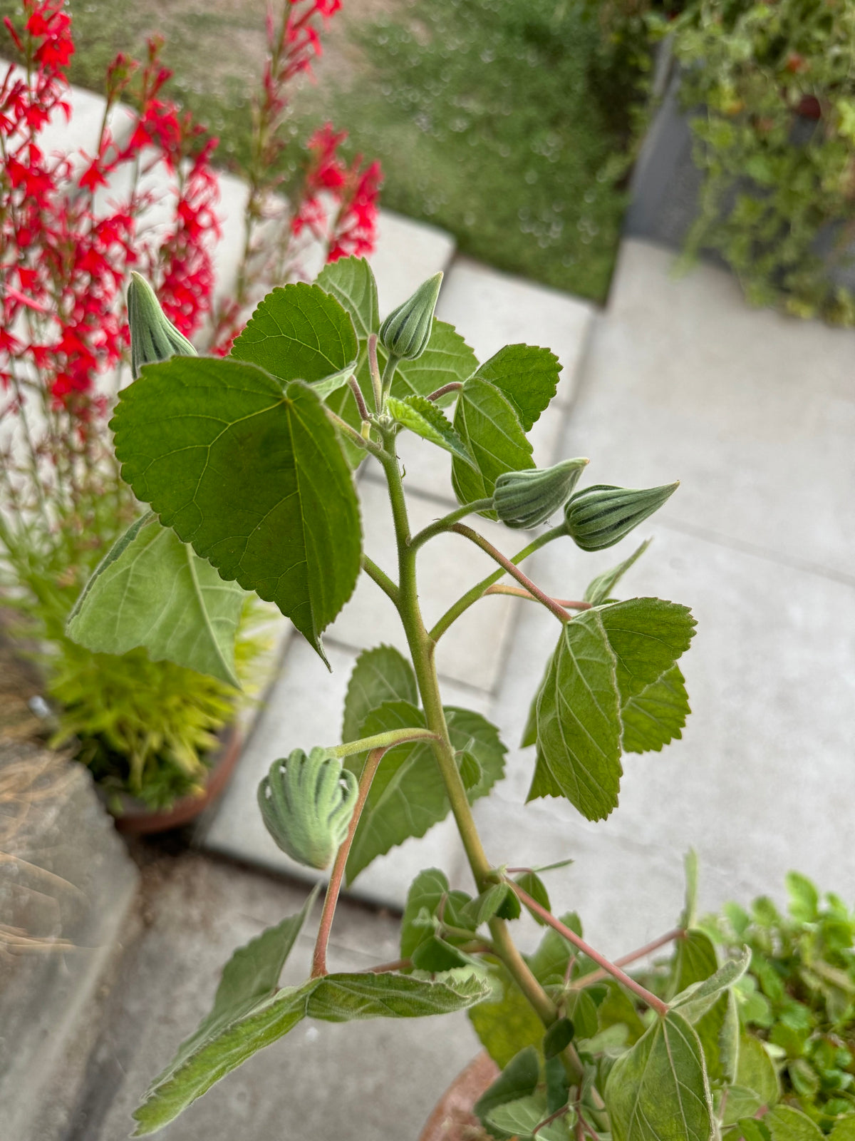 Rose Mallow | Hibiscus lasiocarpos var. occidentalis