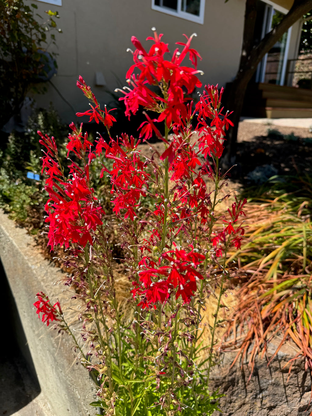 Cardinal Flower | Lobelia cardinalis seeds