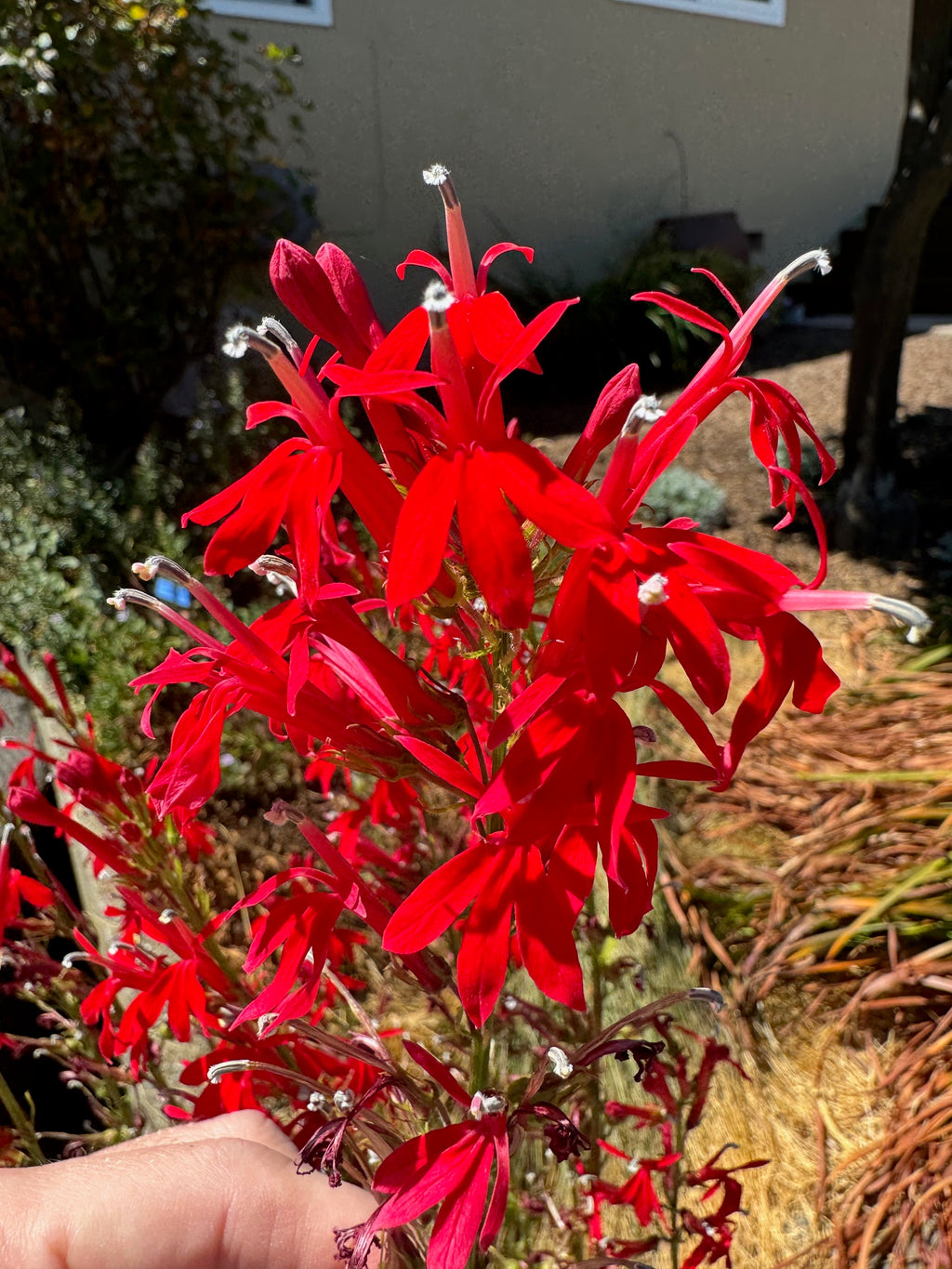 Cardinal Flower | Lobelia cardinalis seeds
