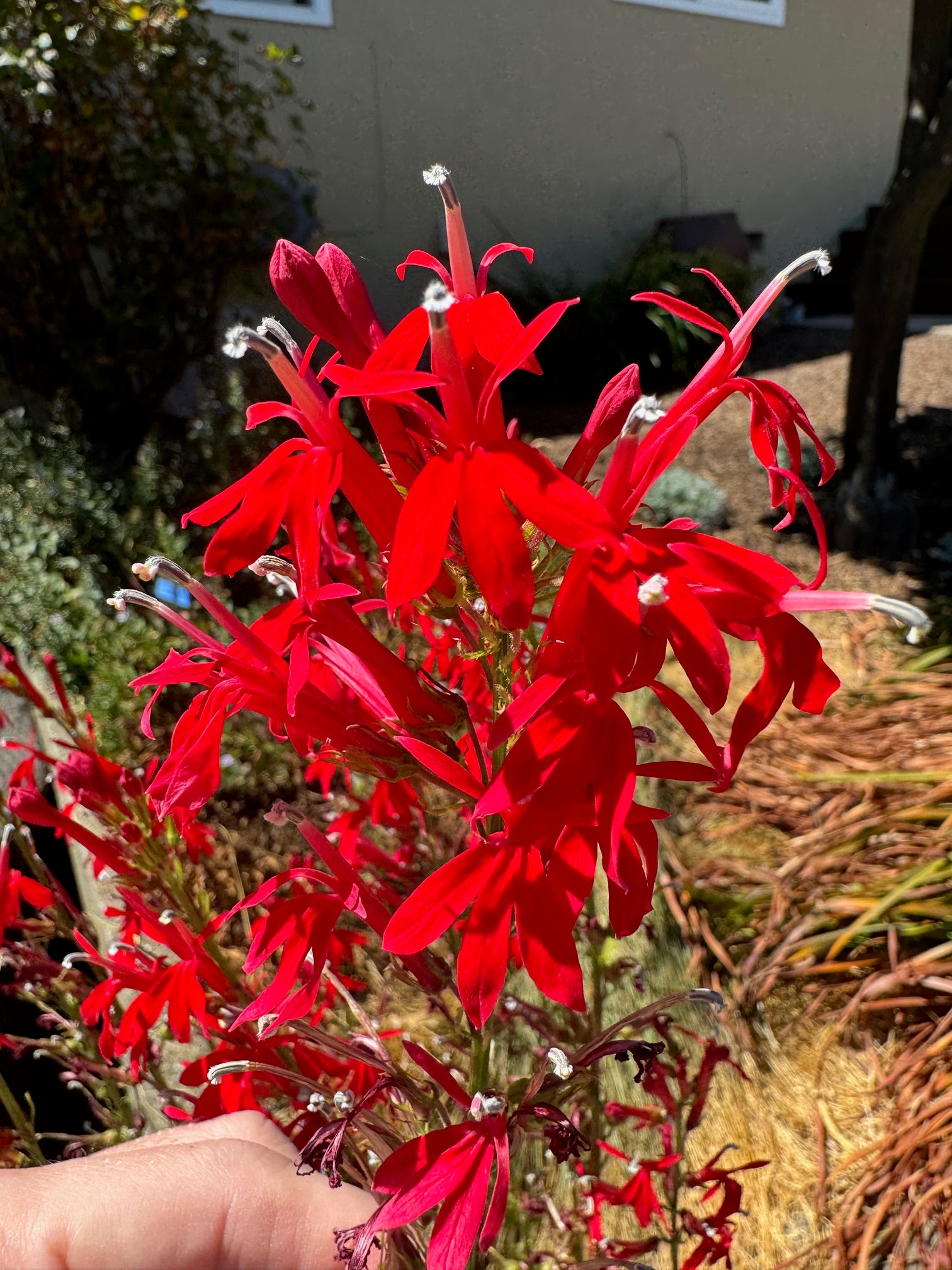 Cardinal Flower | Lobelia cardinalis seeds
