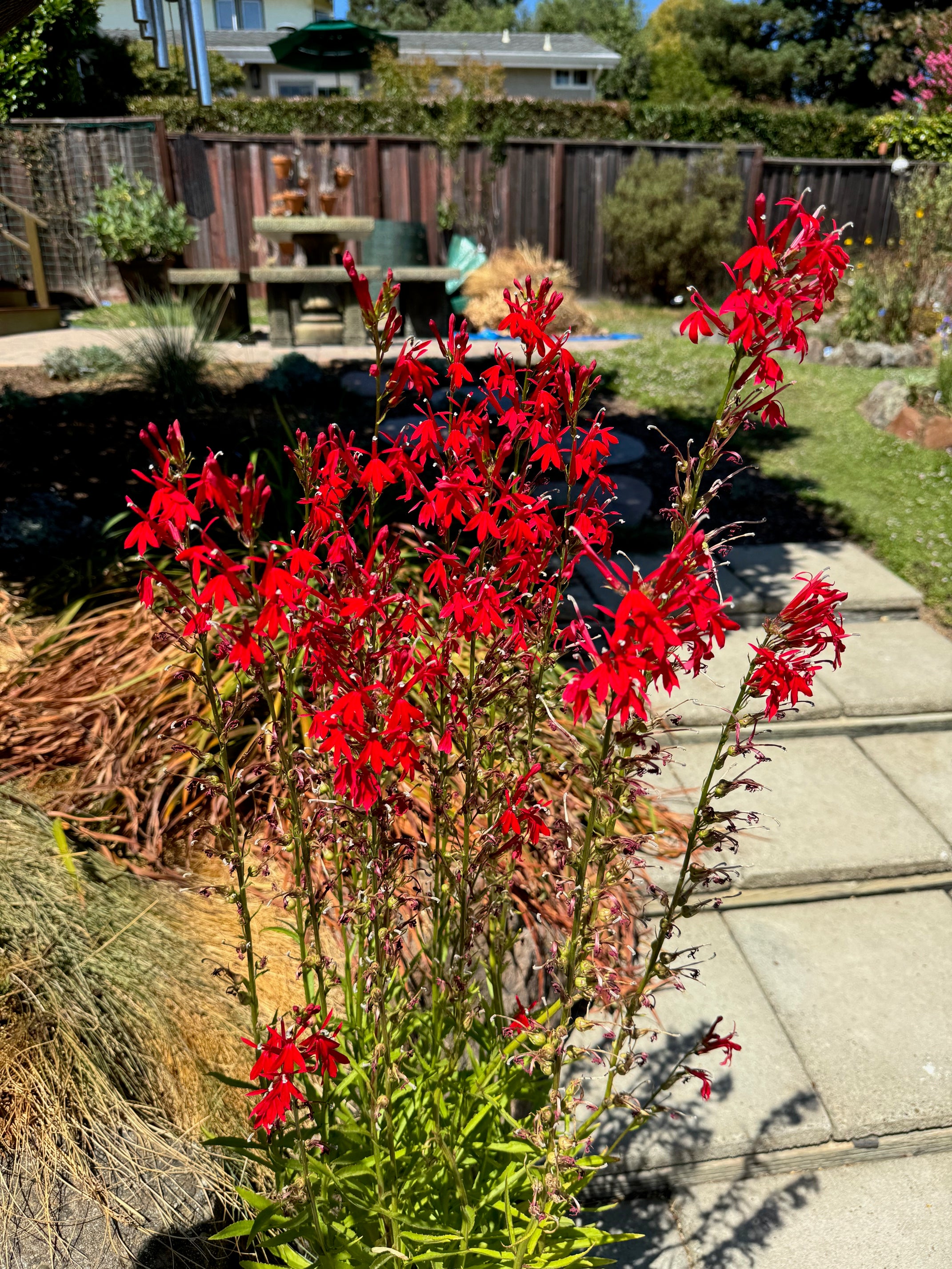 Cardinal Flower | Lobelia cardinalis seeds