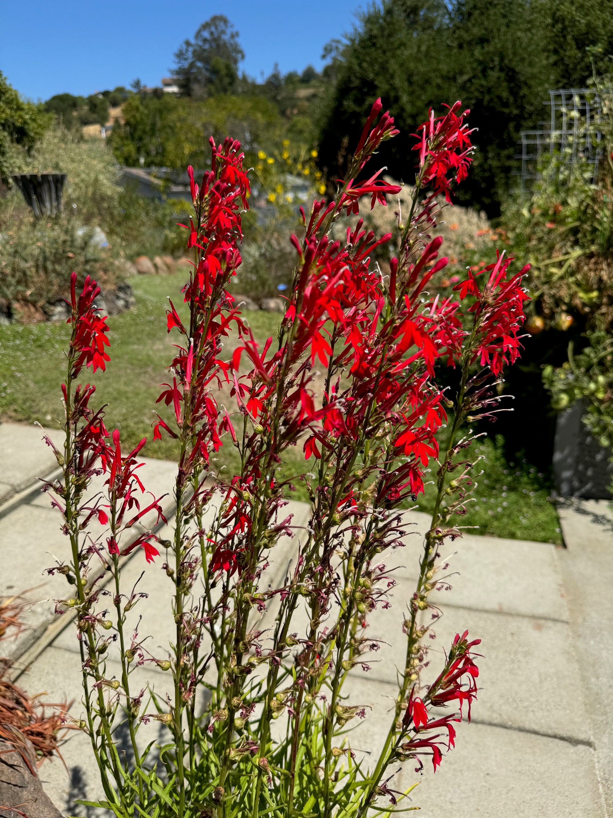 Cardinal Flower | Lobelia cardinalis seeds