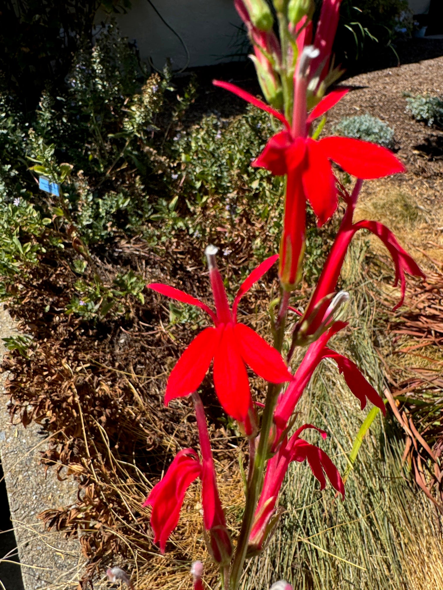 Cardinal Flower | Lobelia cardinalis seeds