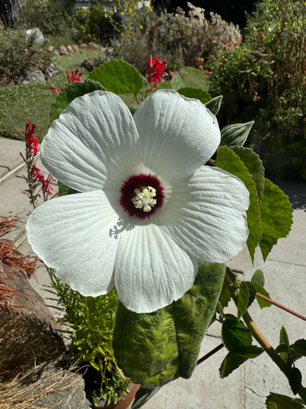 Rose Mallow | Hibiscus lasiocarpos var. occidentalis