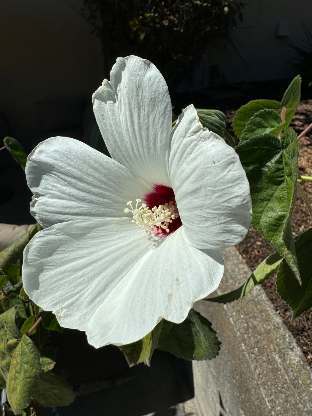 Rose Mallow | Hibiscus lasiocarpos var. occidentalis