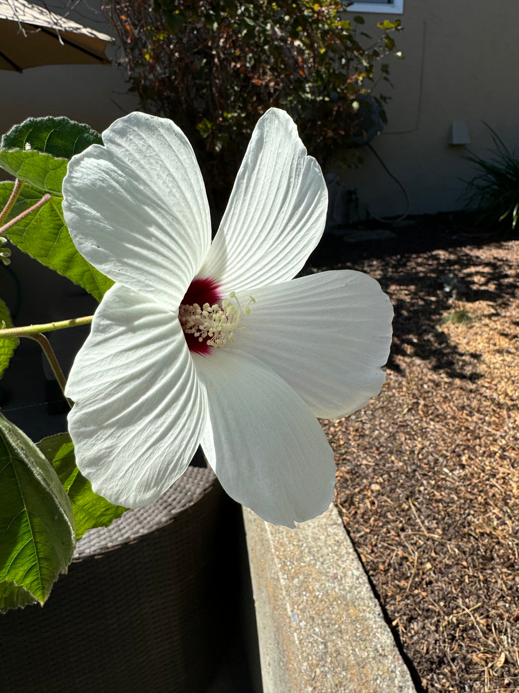 Rose Mallow | Hibiscus lasiocarpos var. occidentalis