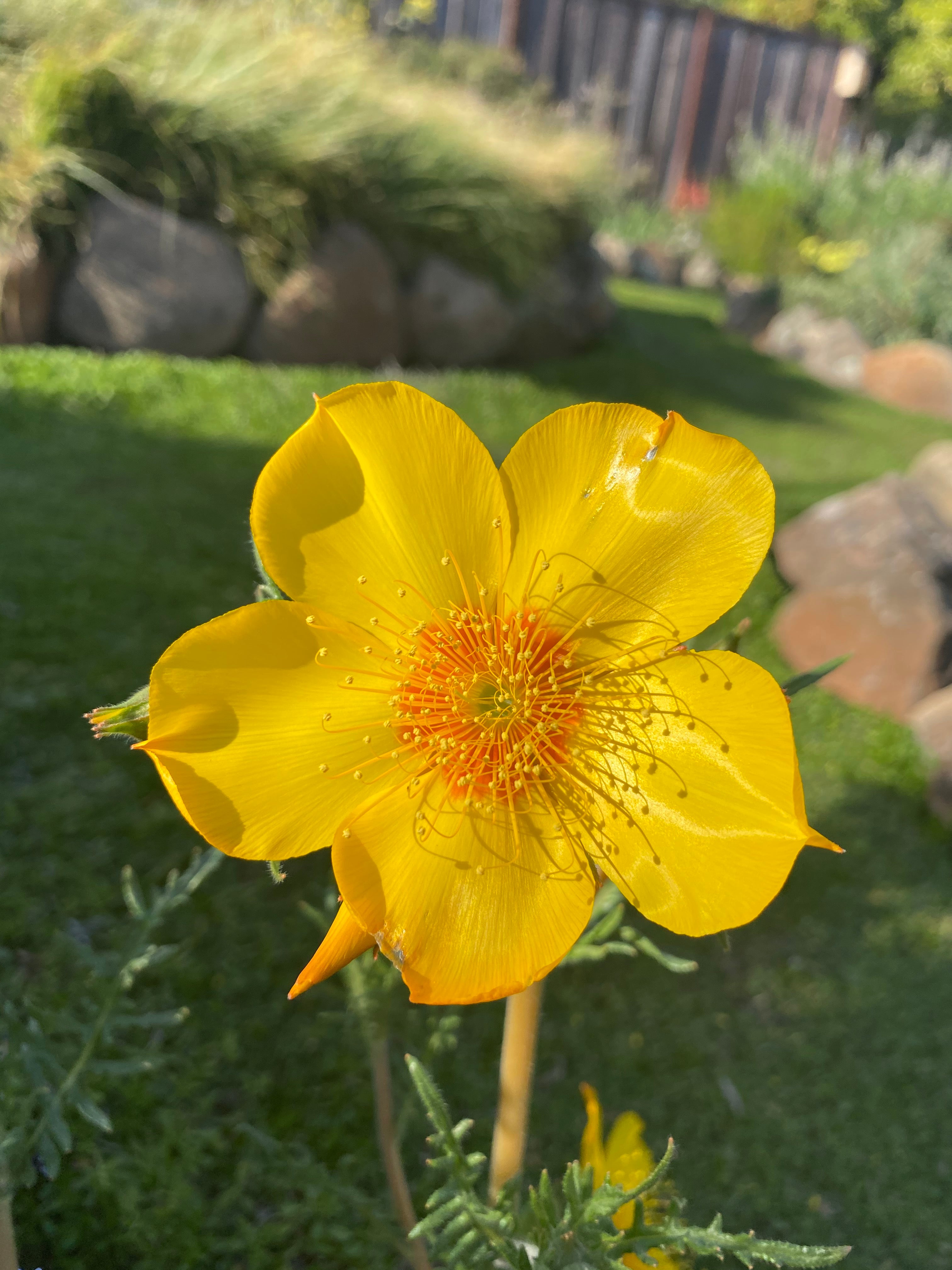 Blazing Star | Mentzelia Lindleyi Seeds