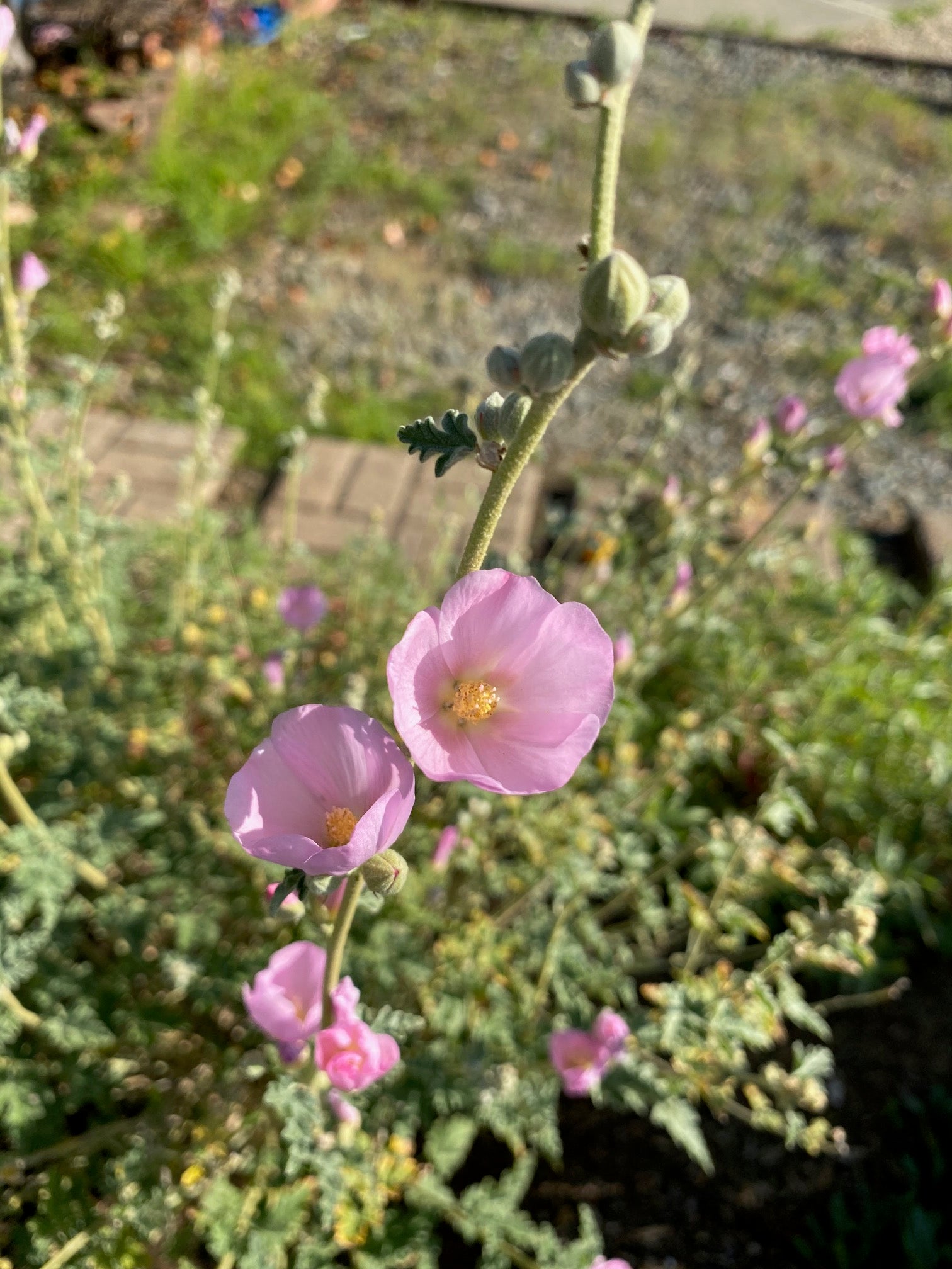 Desert Globemallow | Sphaeralcea ambigua