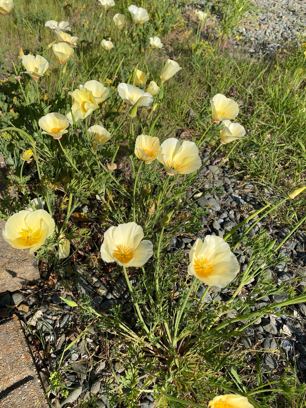 California Poppy "Alba" | Eschscholzia californica seeds