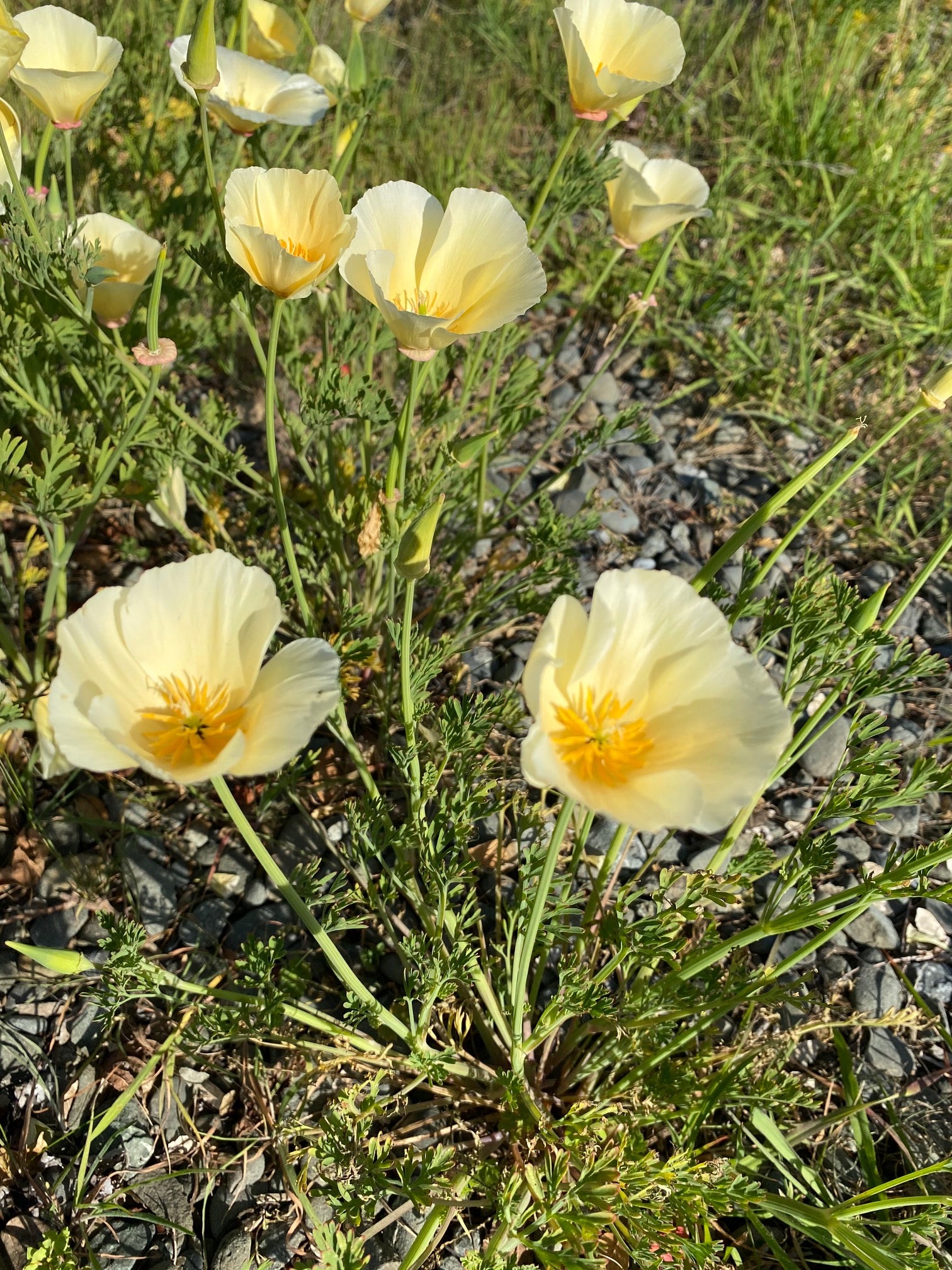 California Poppy "Alba" | Eschscholzia californica seeds
