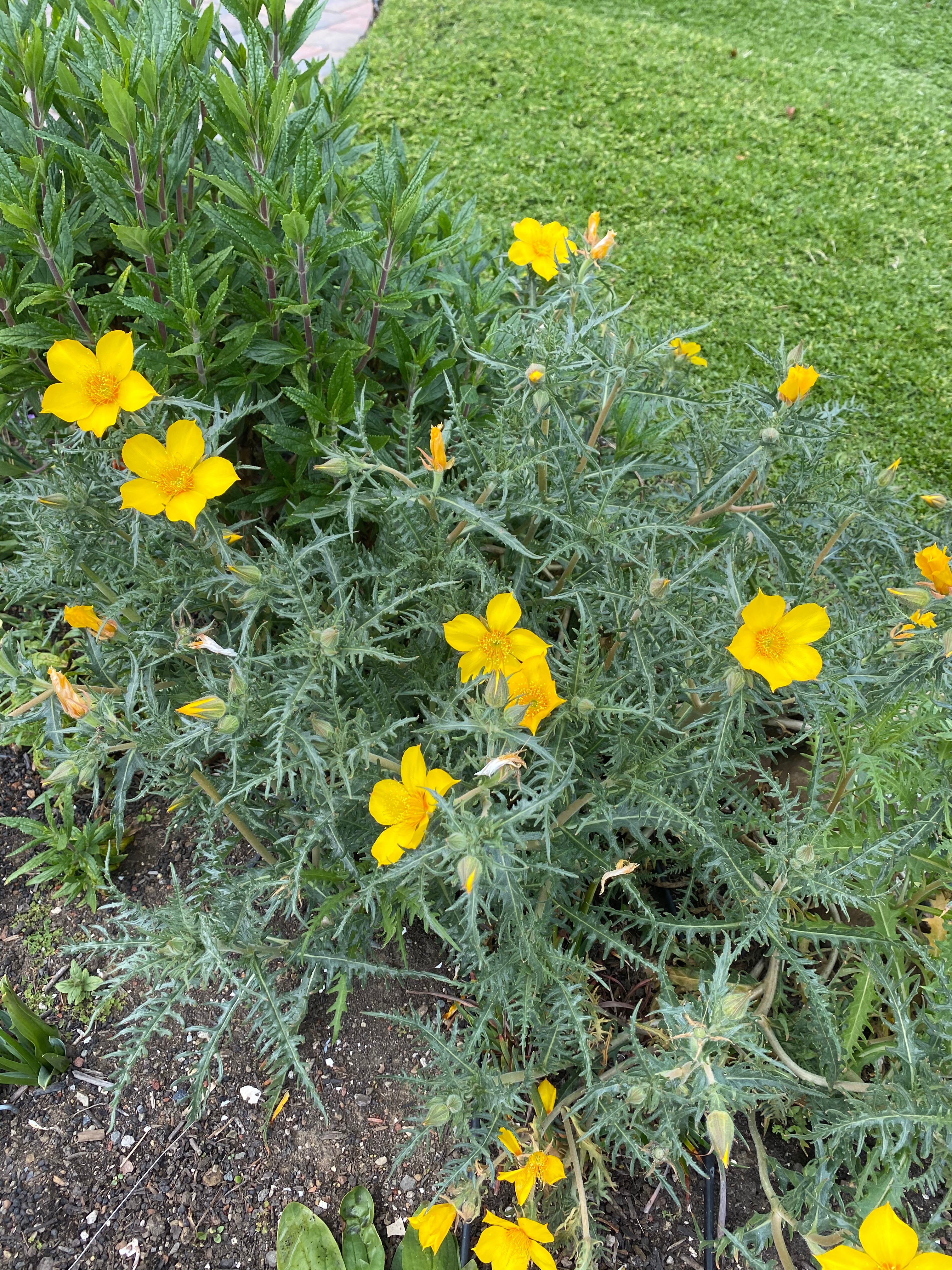 Blazing Star | Mentzelia Lindleyi Seeds