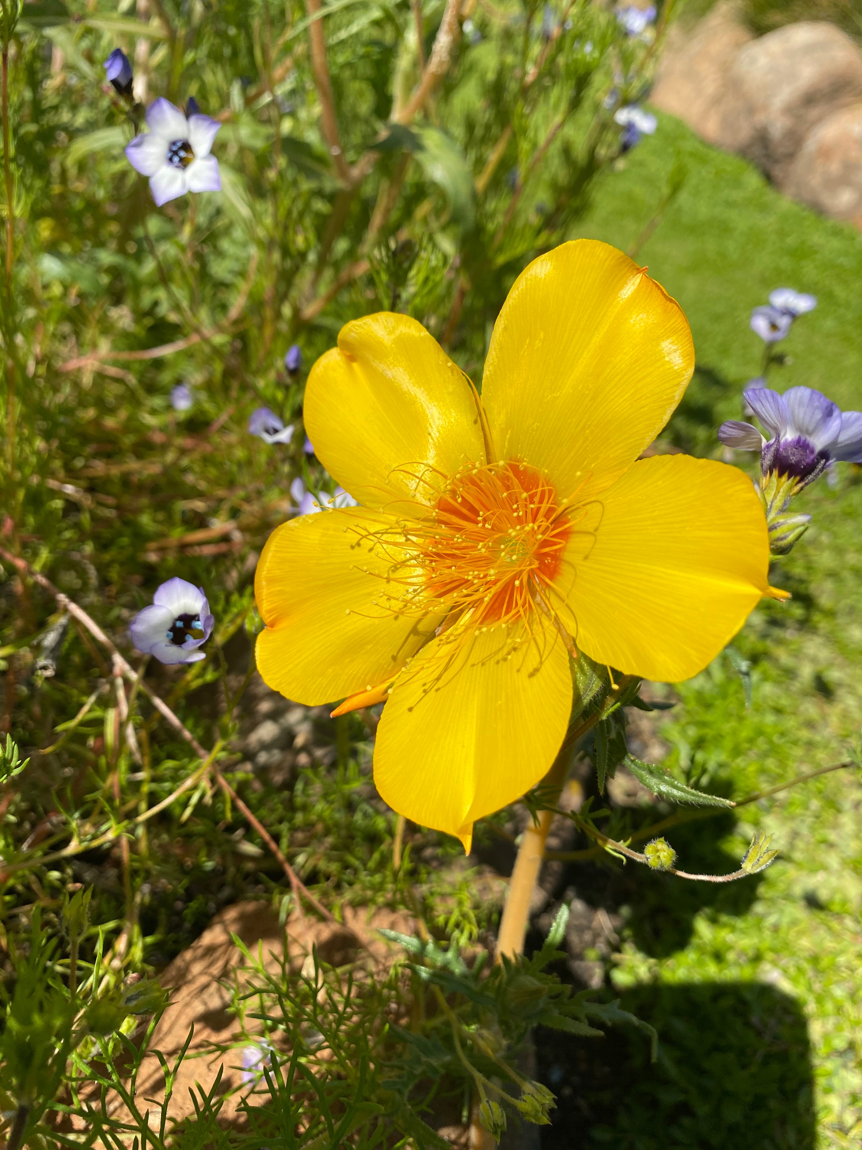 Blazing Star | Mentzelia Lindleyi Seeds