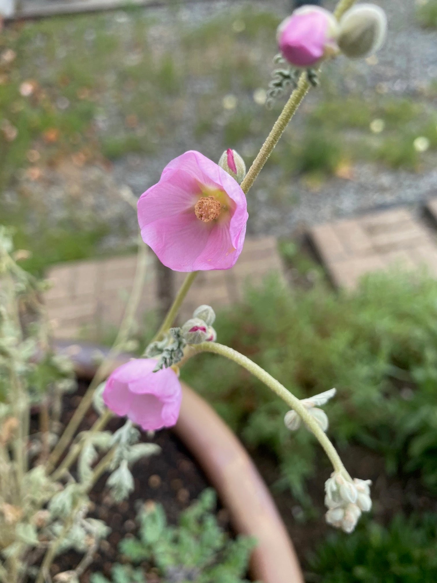 Desert Globemallow | Sphaeralcea ambigua seeds
