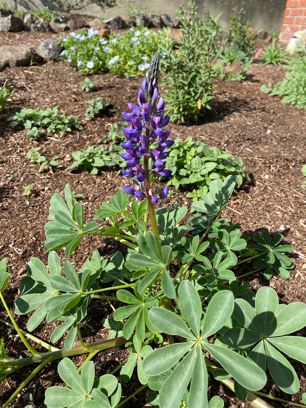 Arroyo Lupine | Lupinus succulentus seeds