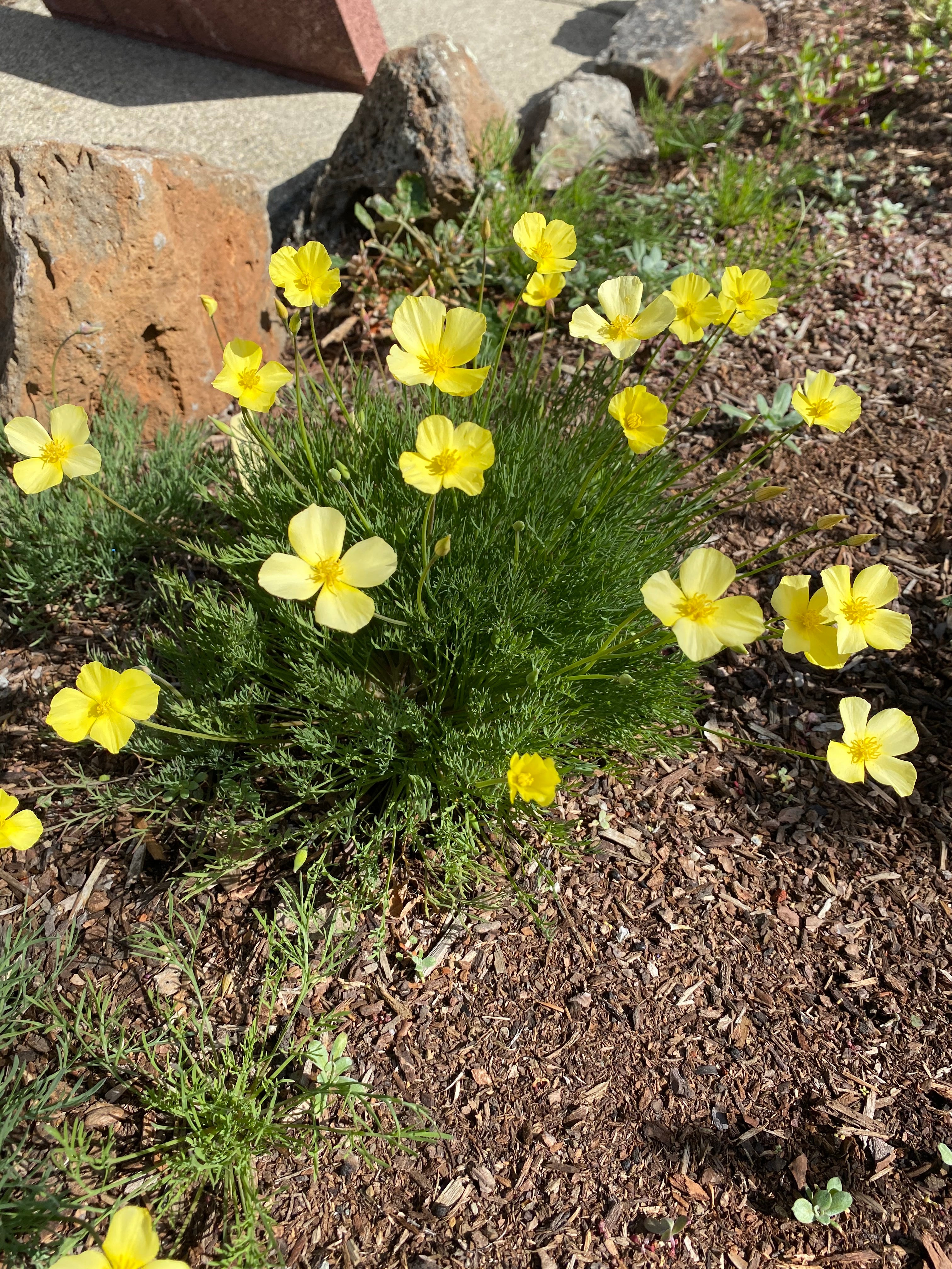 Tufted California Poppy | Eschscholzia caespitosa
