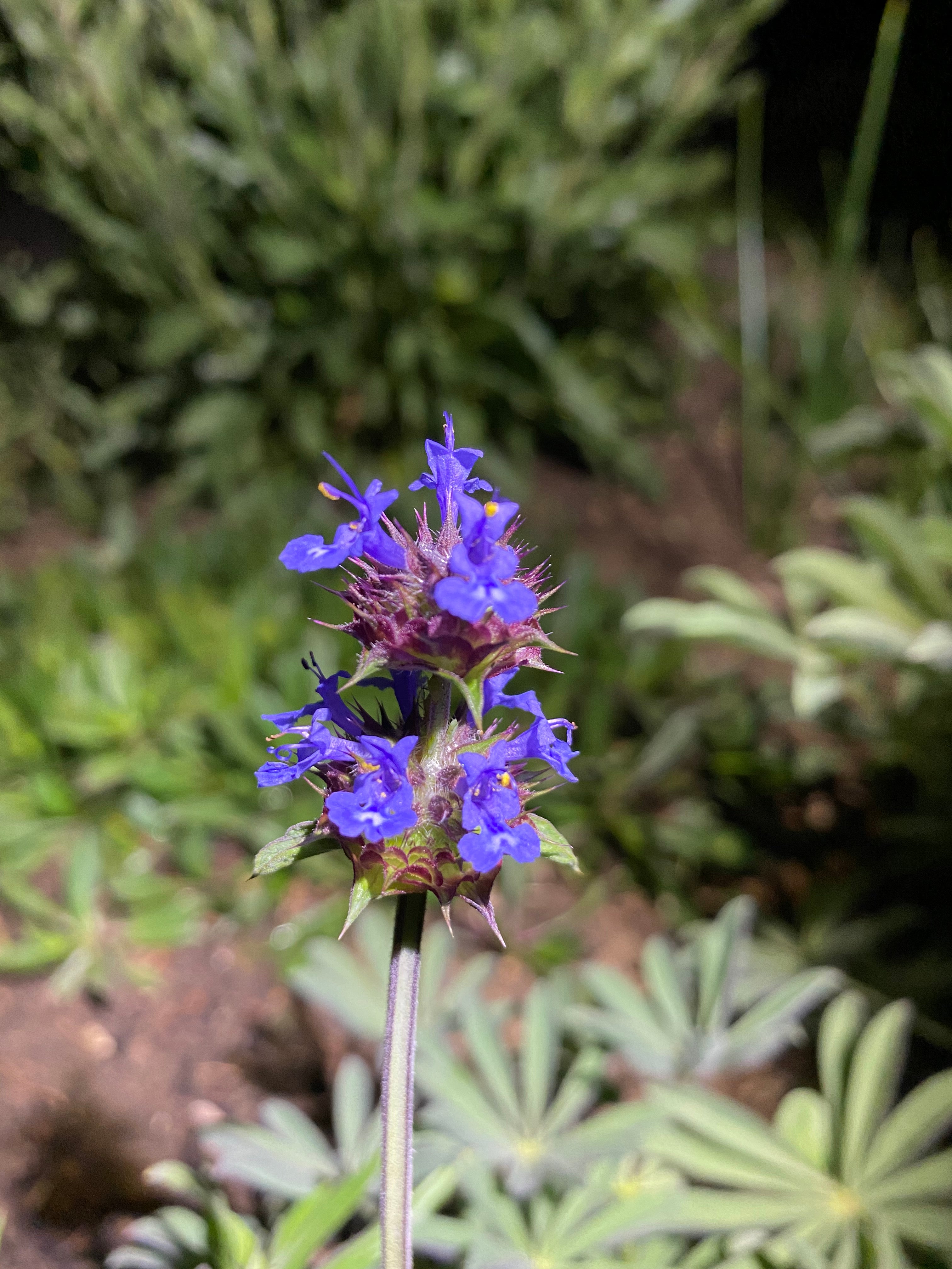 Golden Chia | Salvia Columbariae seeds