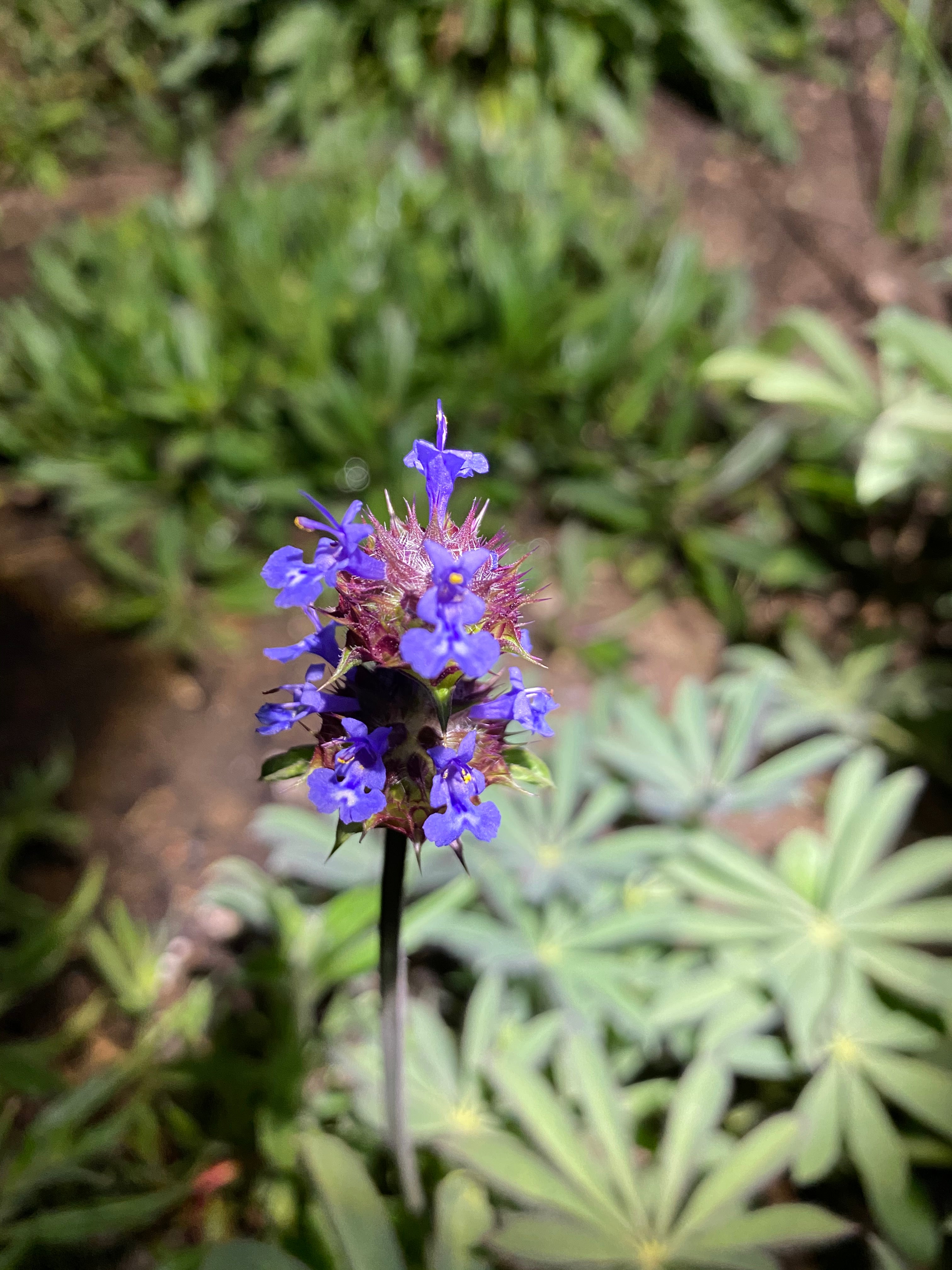 chia seed plant flower Golden Chia