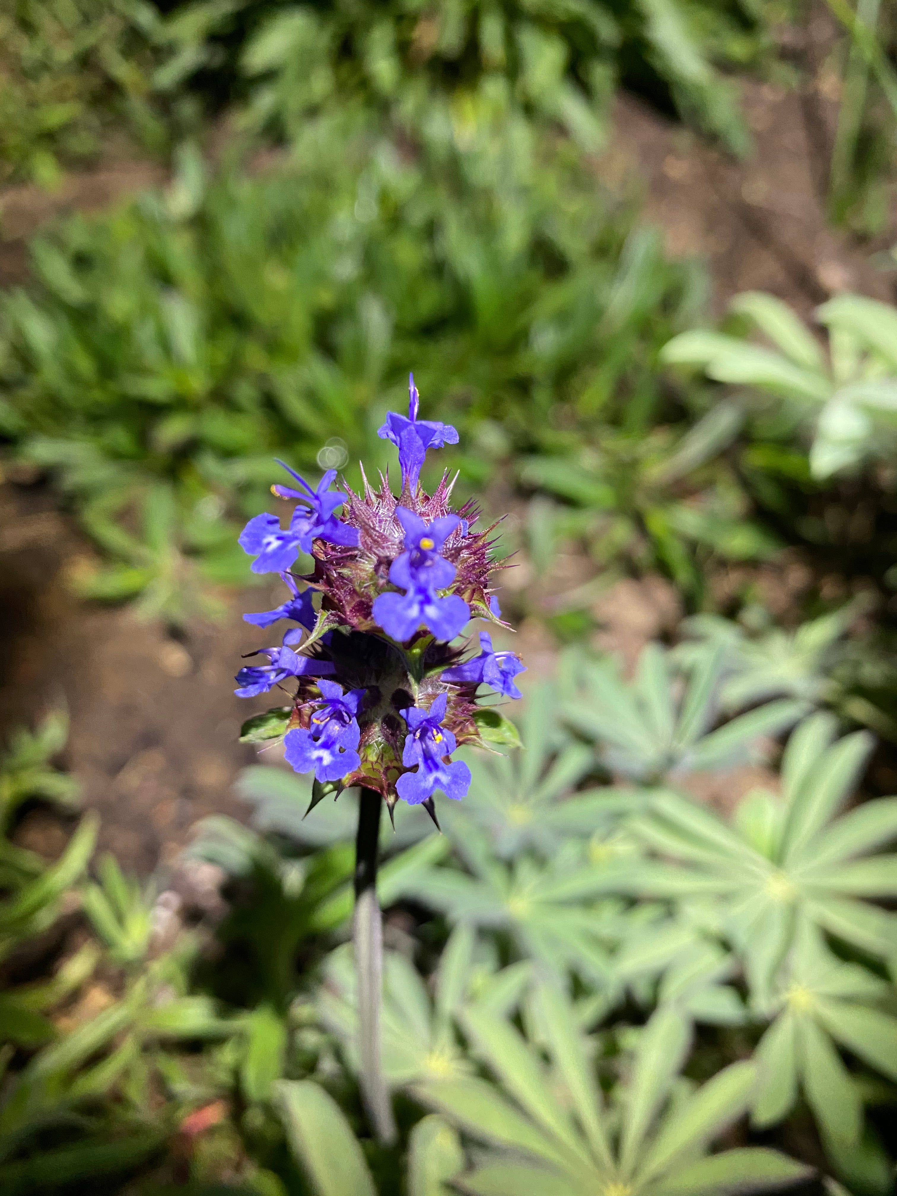 Golden Chia | Salvia Columbariae seeds