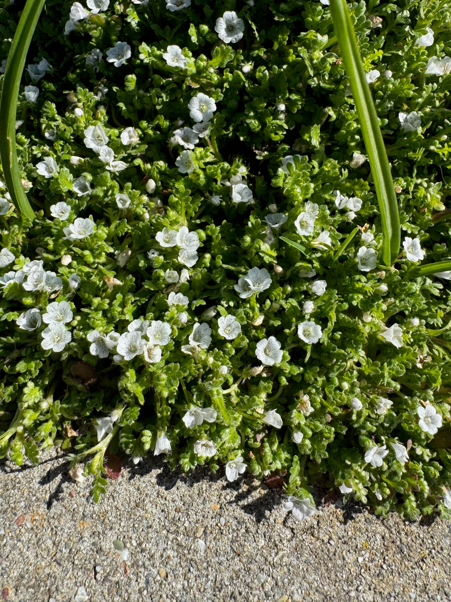 Littlefoot Blue-eyes | Nemophila pedunculata seeds