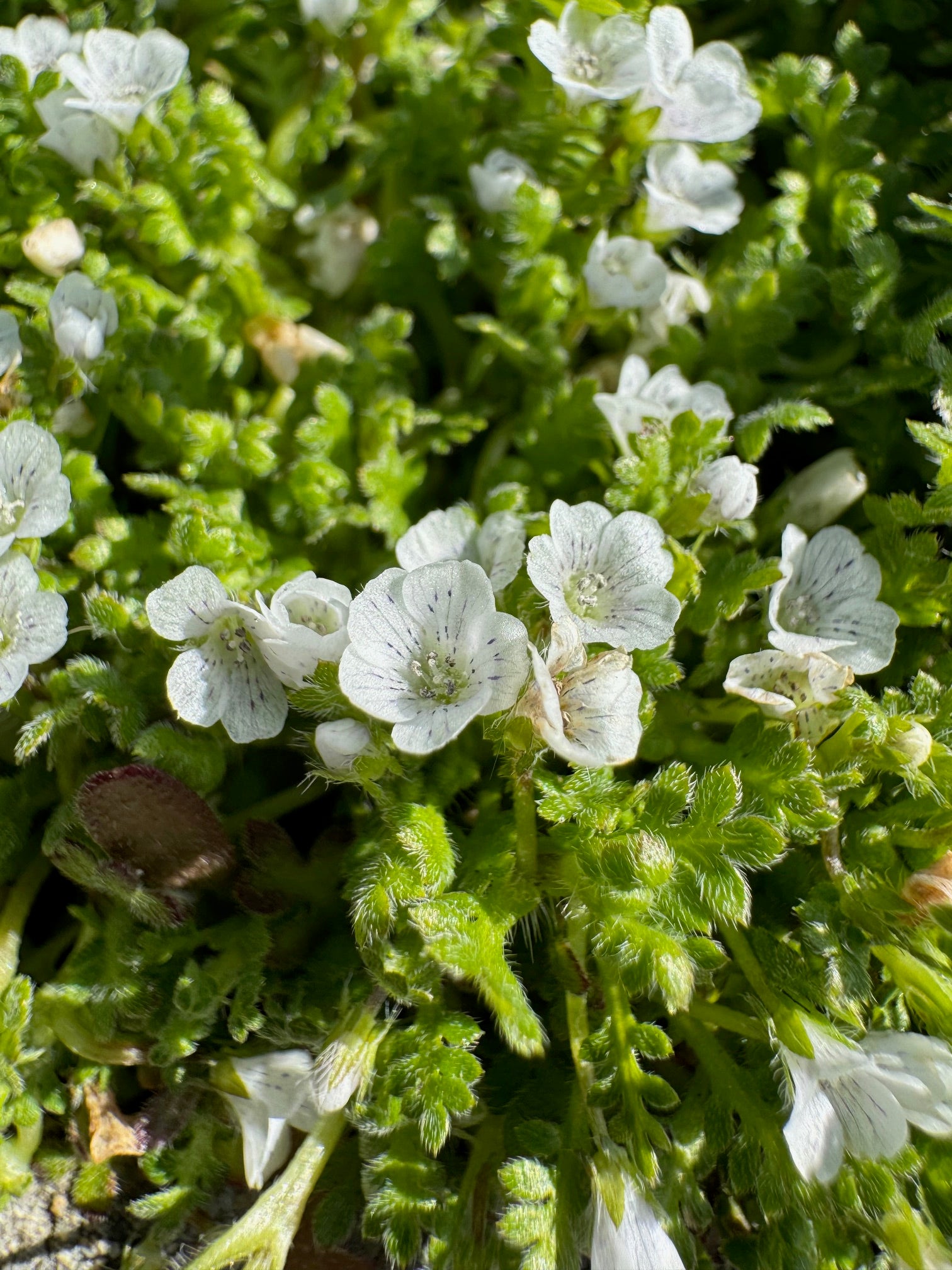 Littlefoot Blue-eyes | Nemophila pedunculata seeds