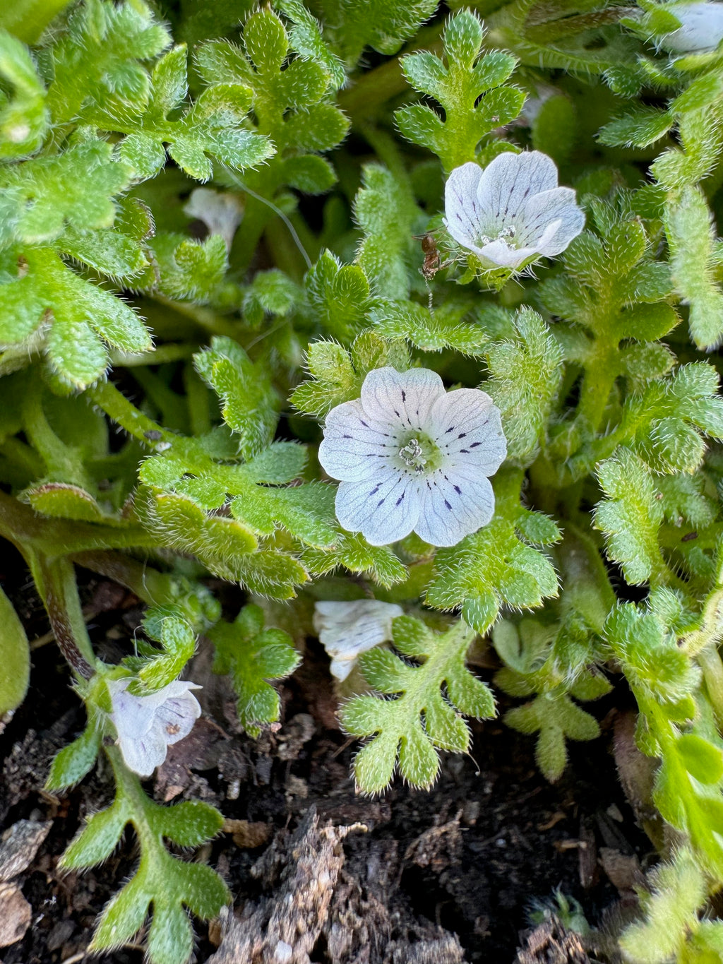 Littlefoot Blue-eyes | Nemophila pedunculata seeds