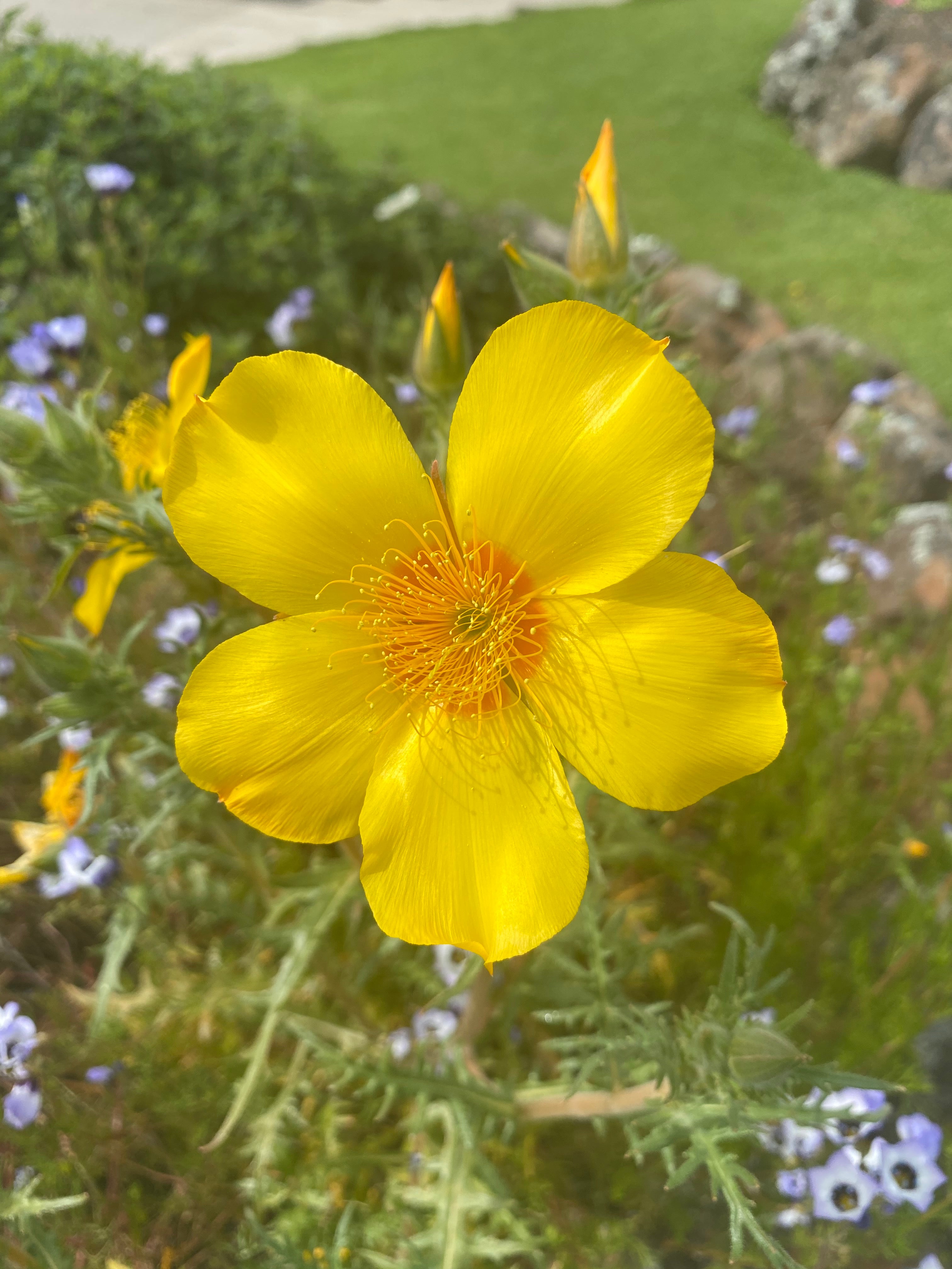Blazing Star | Mentzelia Lindleyi Seeds
