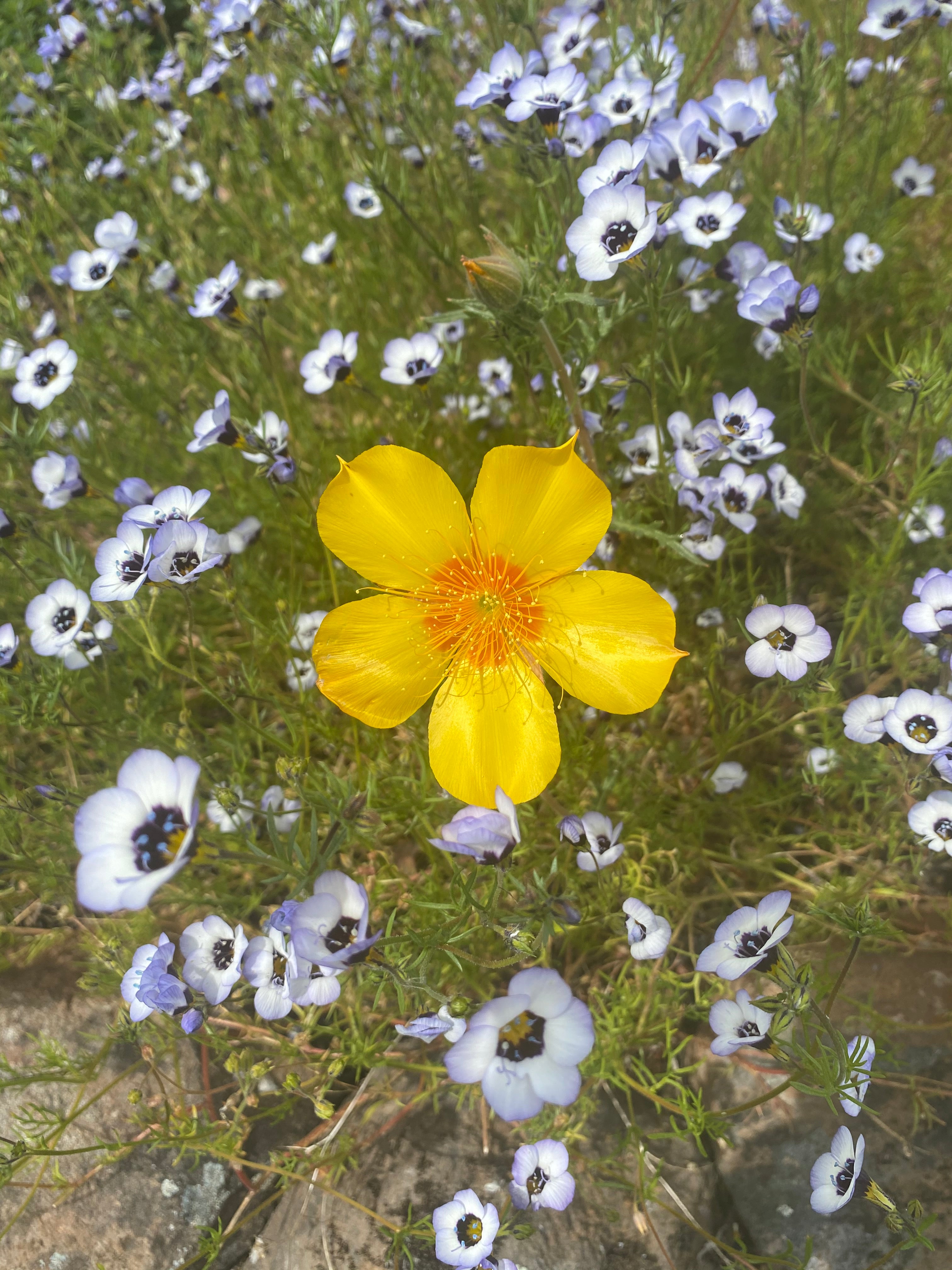 Blazing Star | Mentzelia Lindleyi Seeds