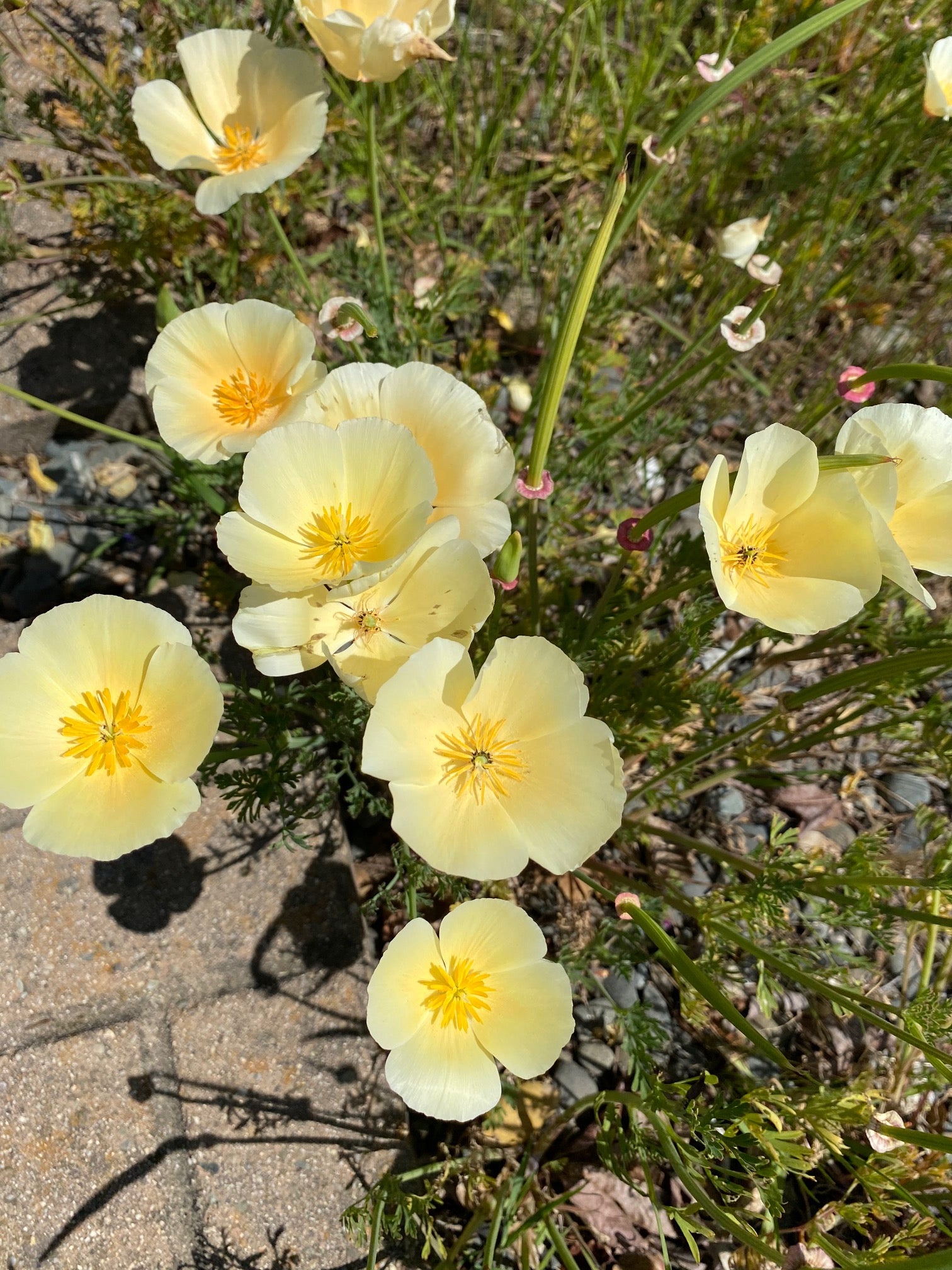 California Poppy "Alba" | Eschscholzia californica seeds
