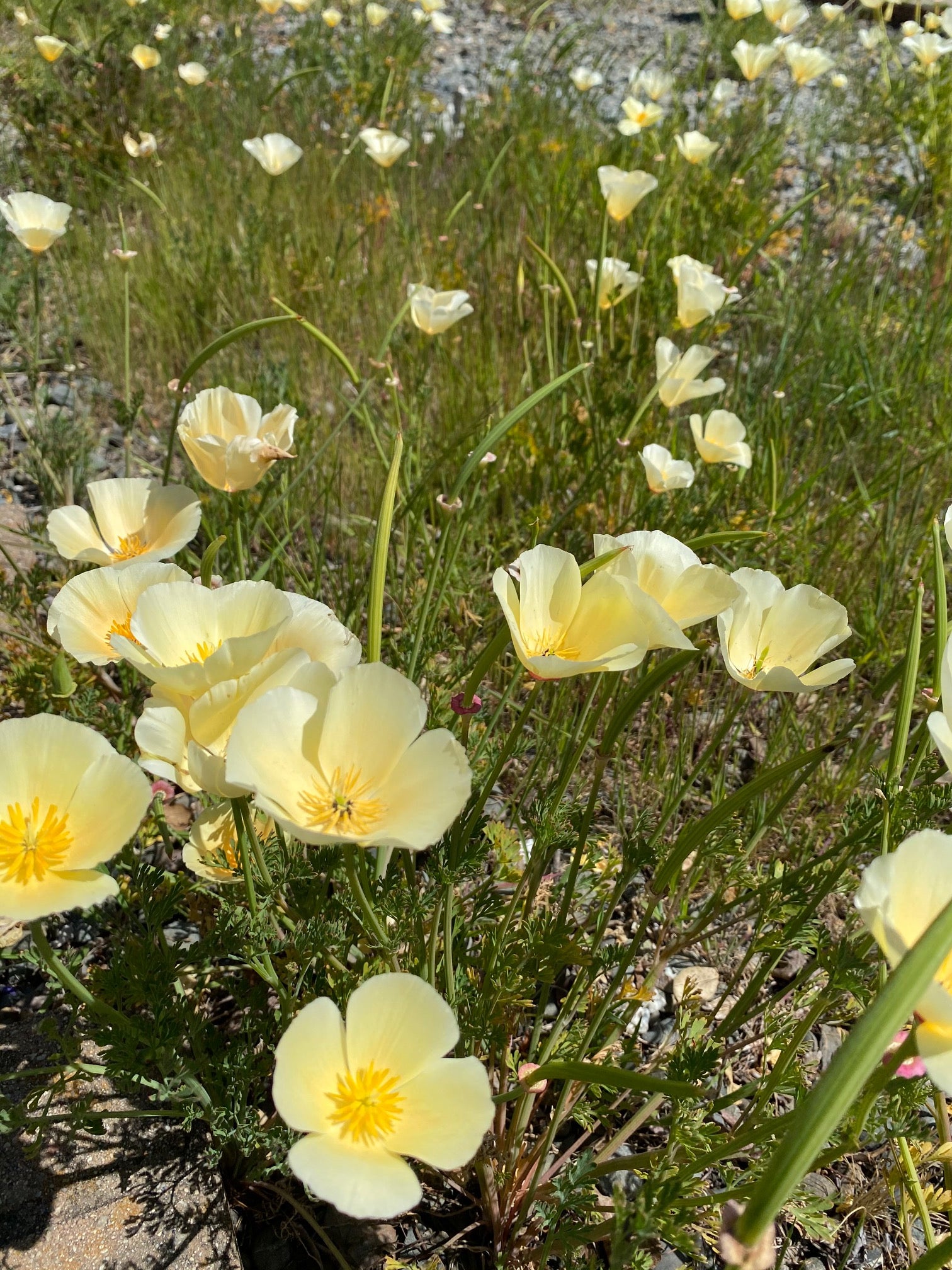 California Poppy "Alba" | Eschscholzia californica seeds