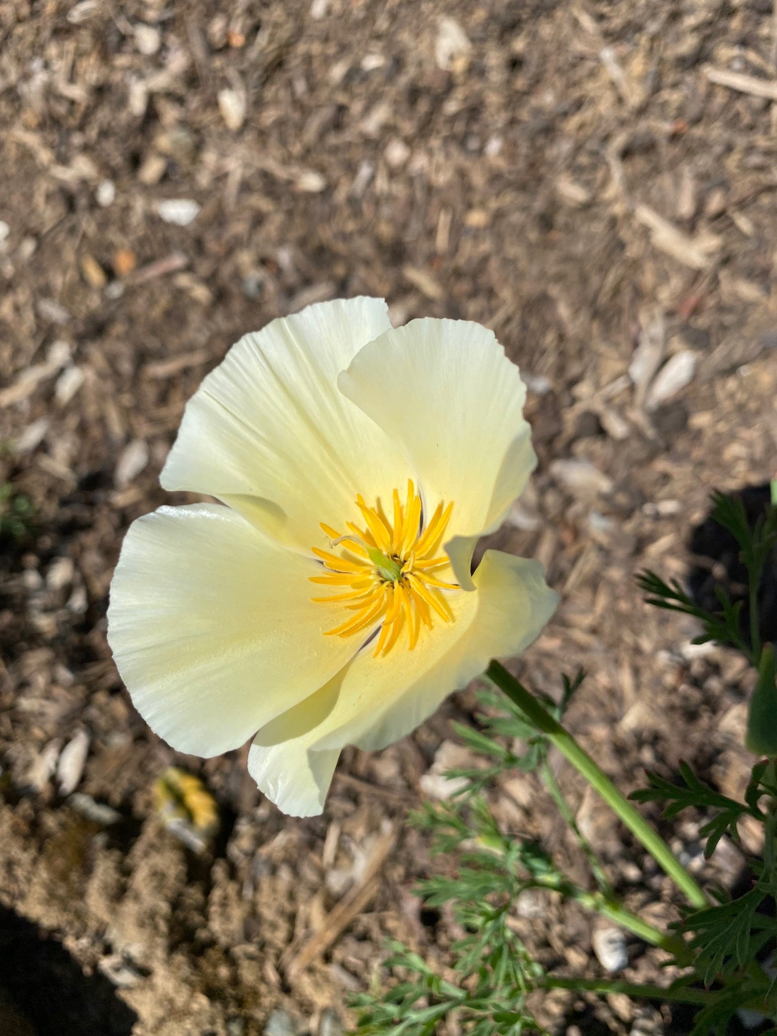 California Poppy "Alba" | Eschscholzia californica seeds