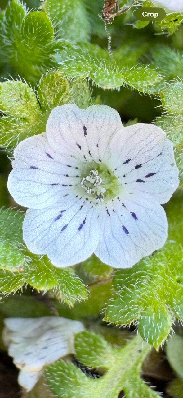 Littlefoot Blue-eyes | Nemophila pedunculata seeds