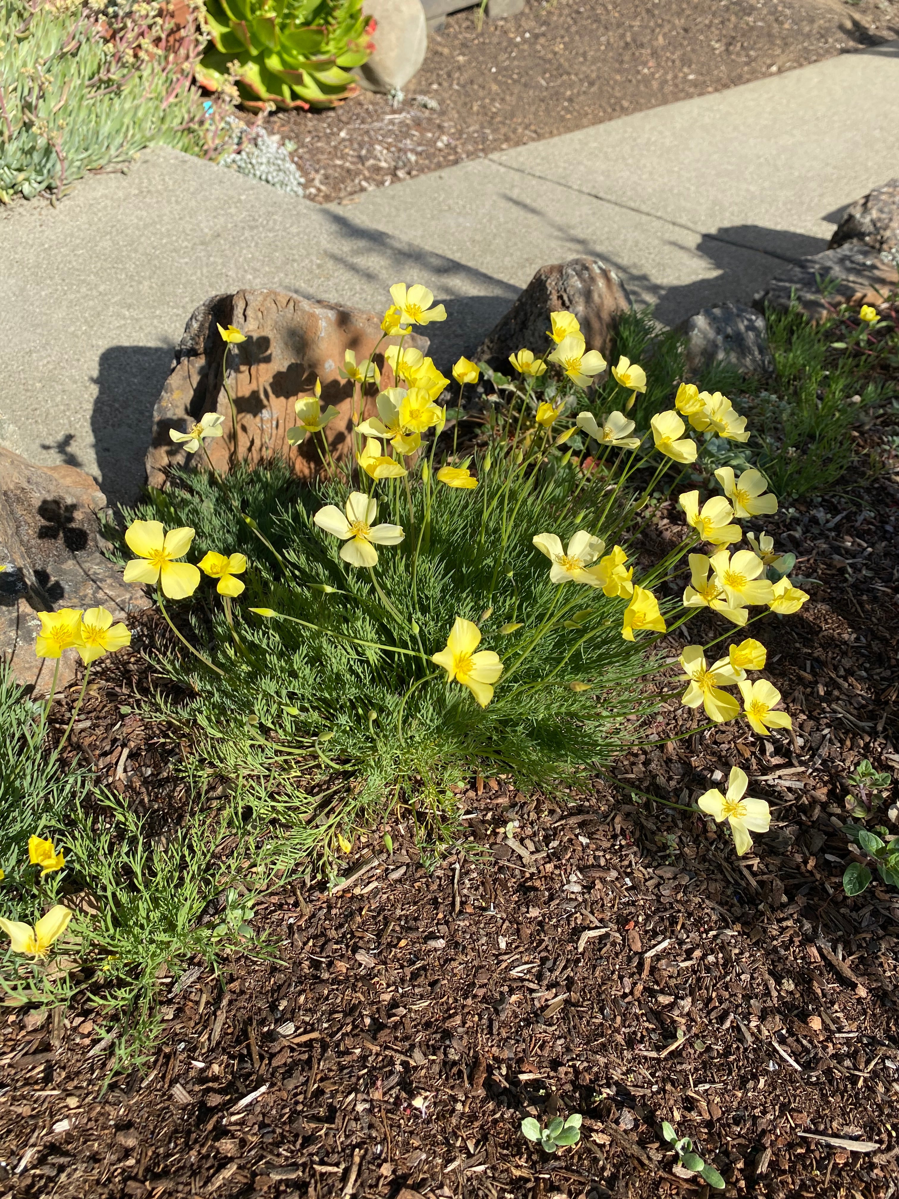 Tufted California Poppy | Eschscholzia caespitosa