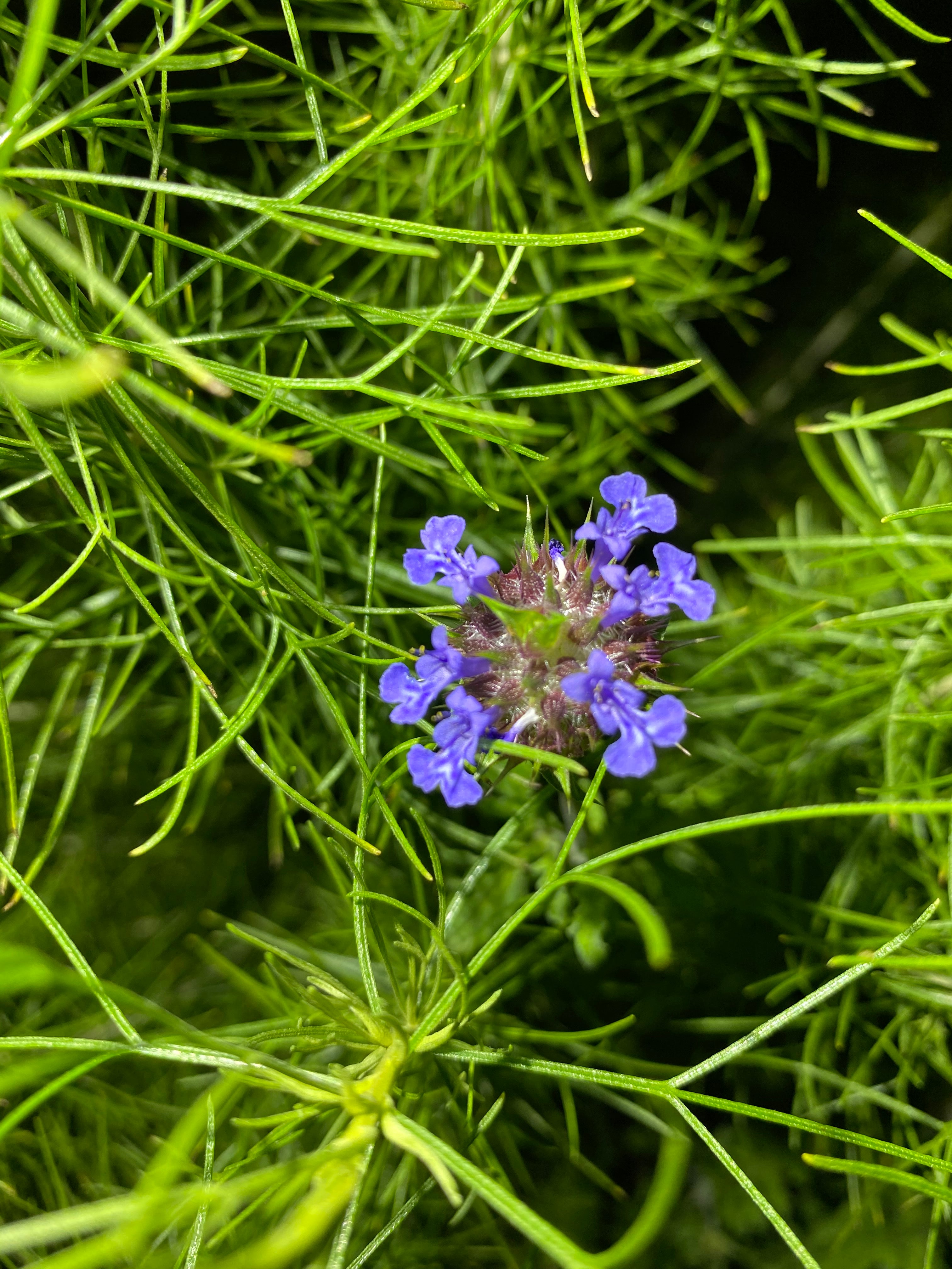 Golden Chia | Salvia Columbariae seeds