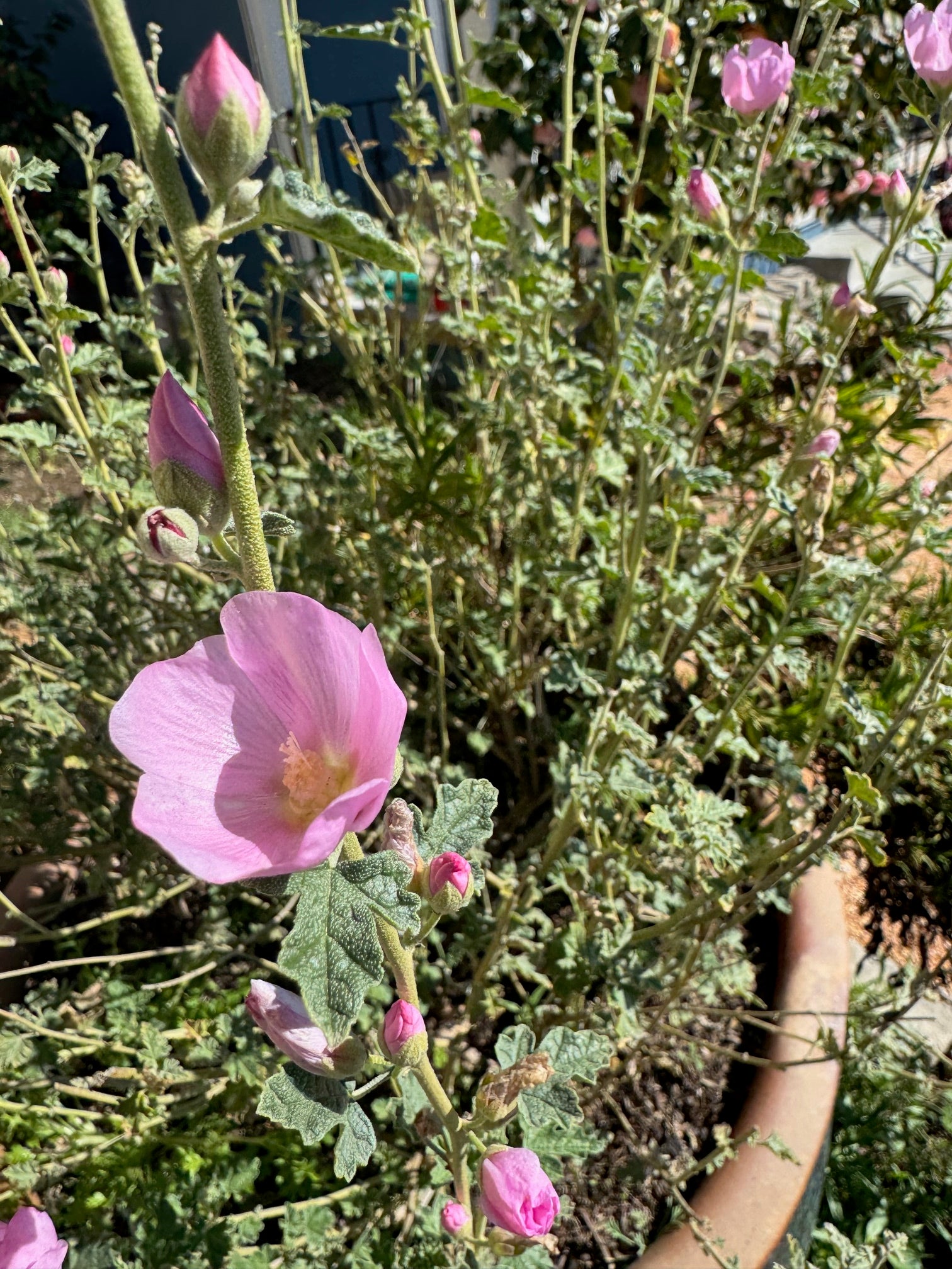Desert Globemallow | Sphaeralcea ambigua seeds