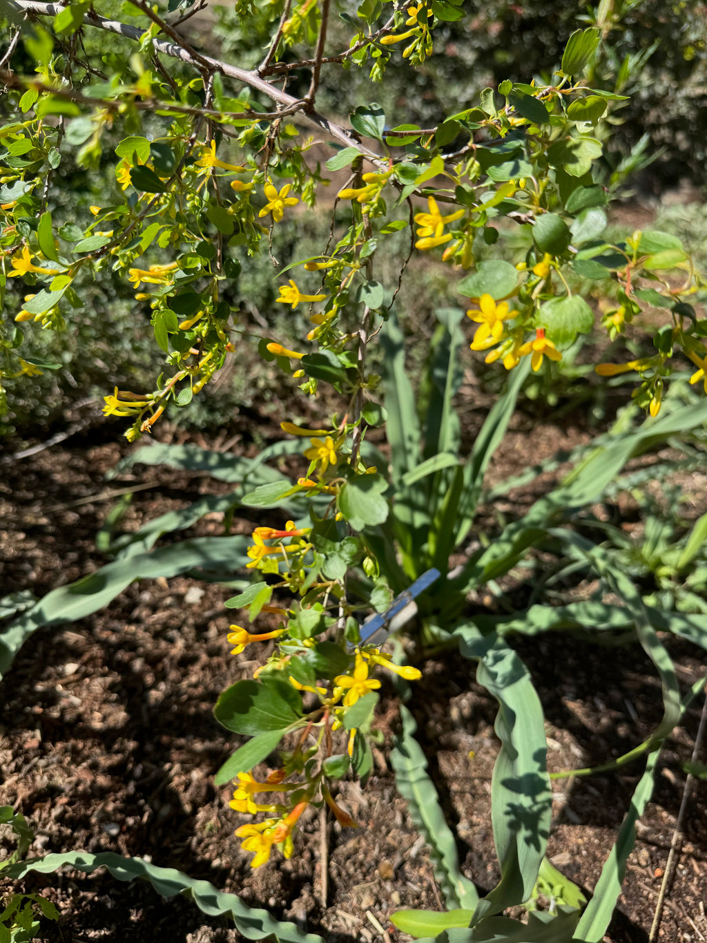 Golden Currant | Ribes aureum var gracillimum