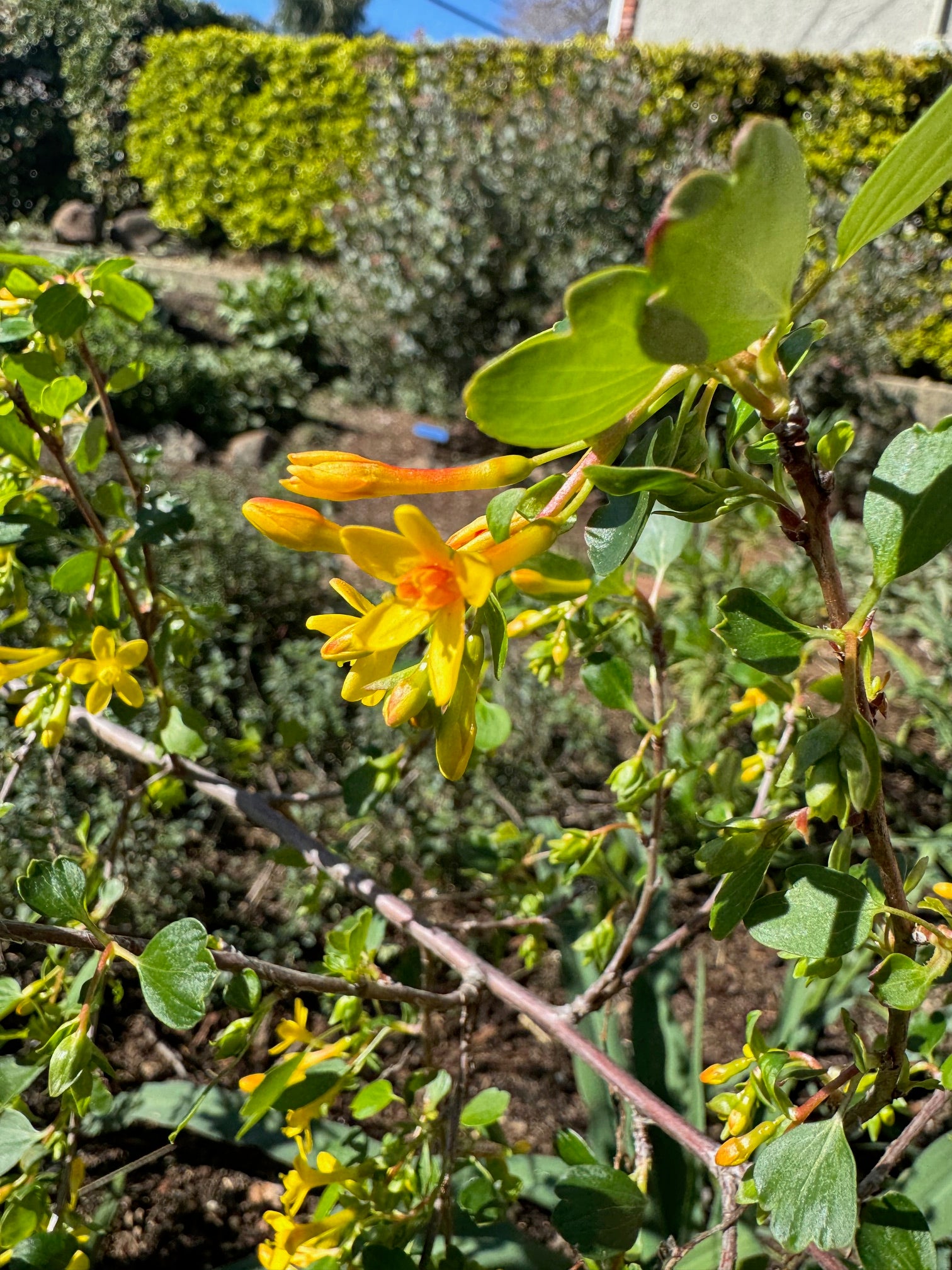 Golden Currant | Ribes aureum var gracillimum seeds