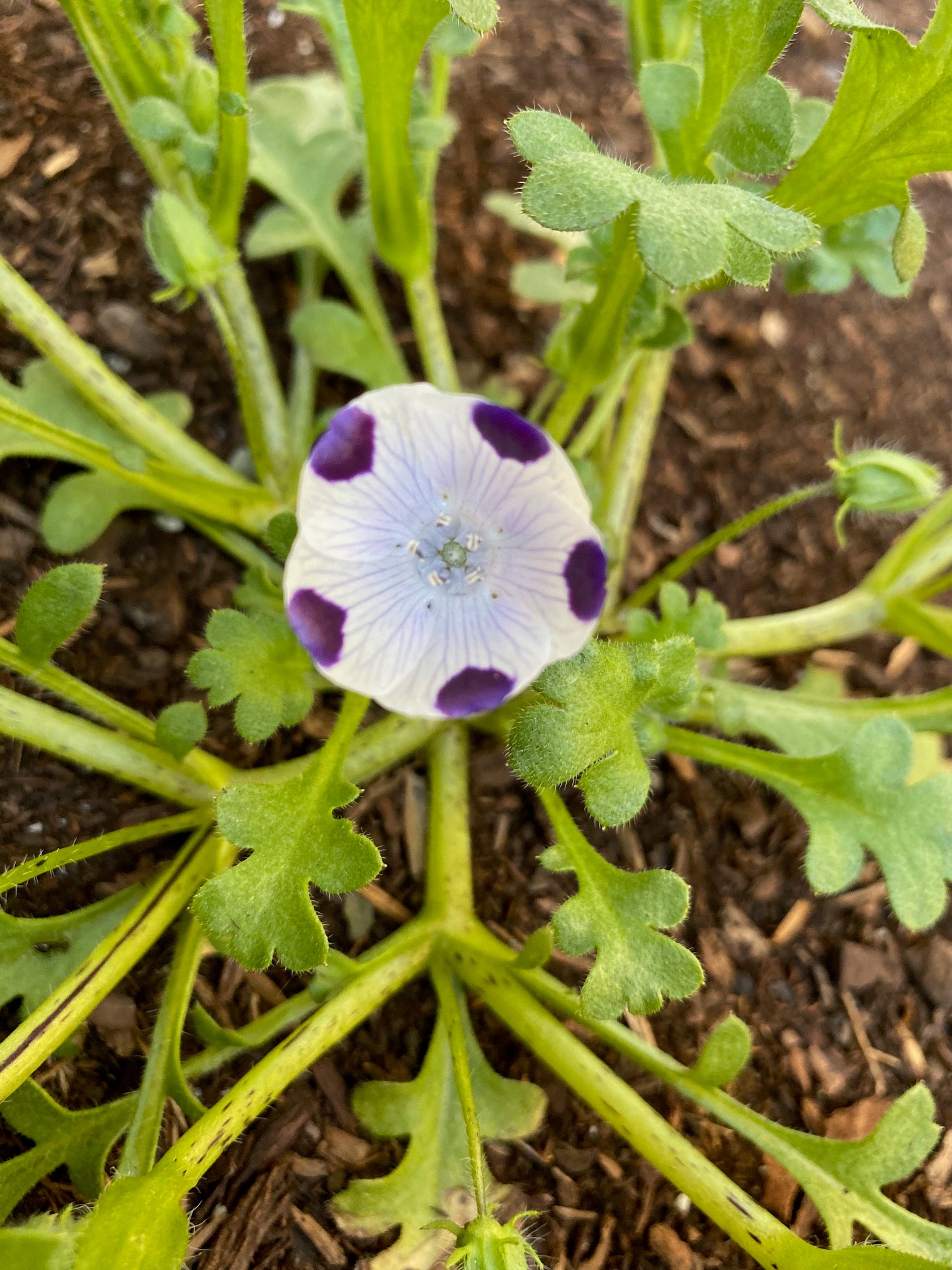 Fivespot | Nemophila maculata seeds