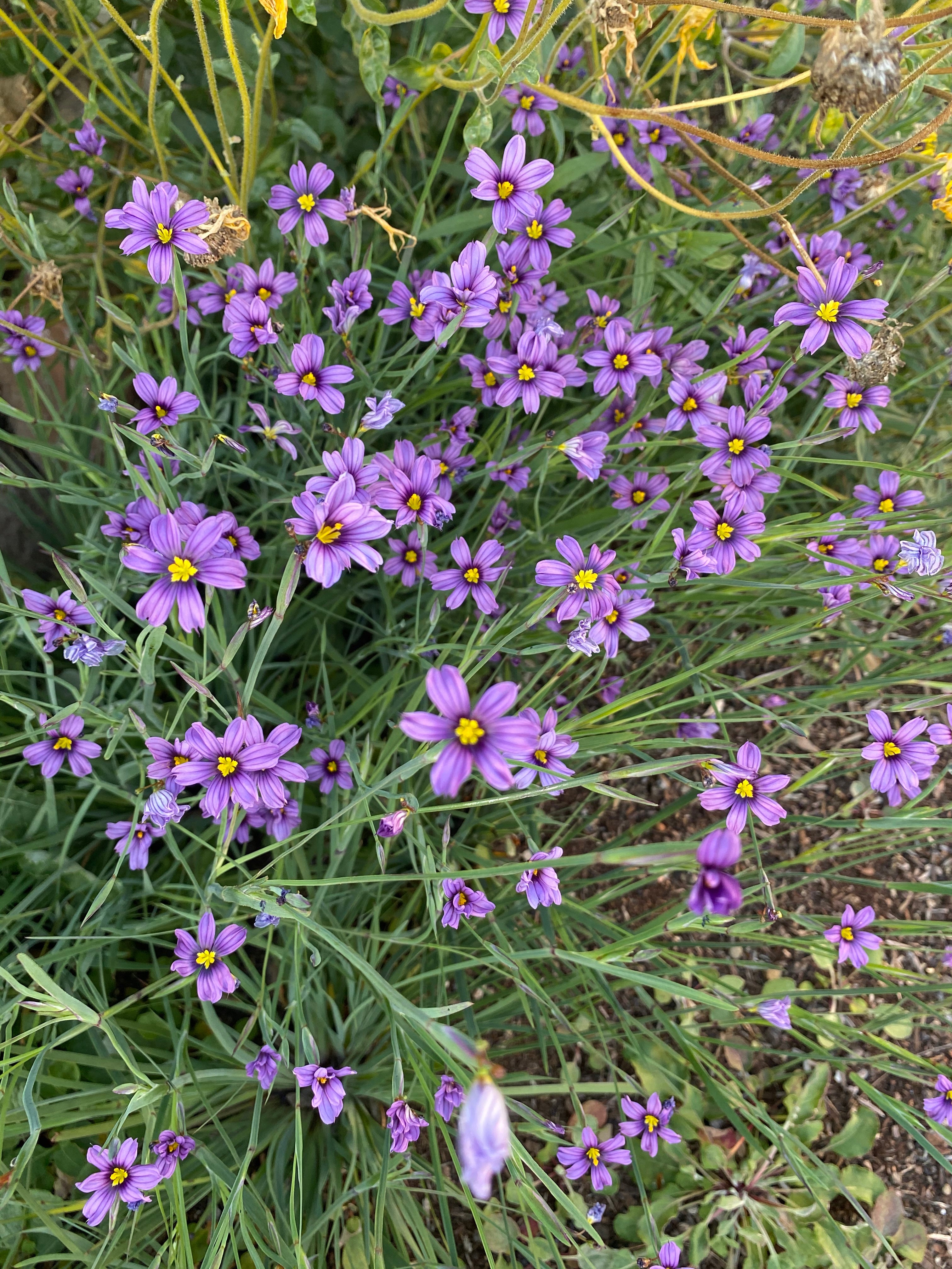 Blue Eyed Grass | Sisyrinchium bellum seeds