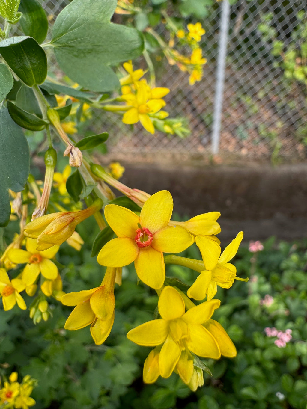 Golden Currant | Ribes aureum var gracillimum