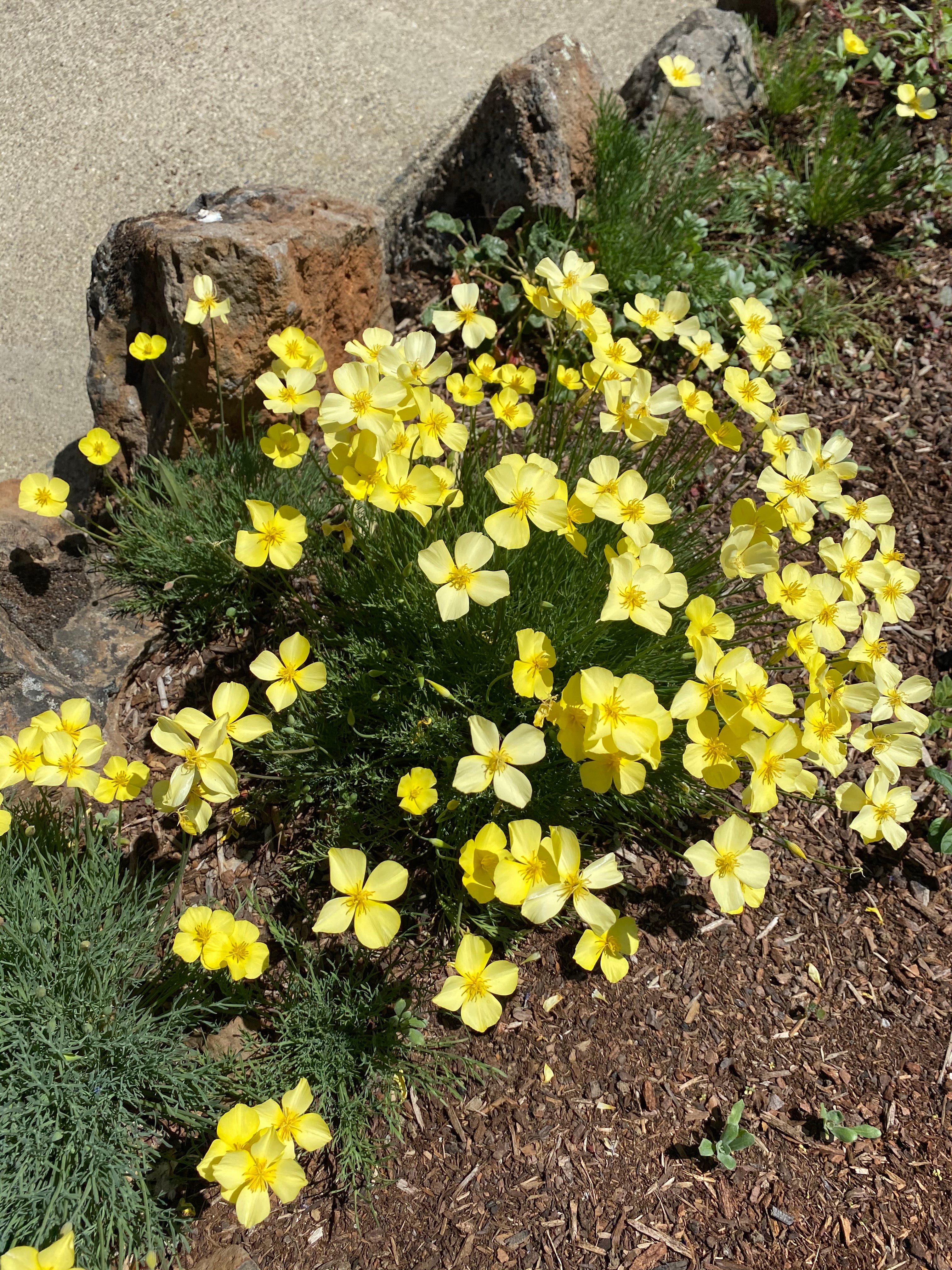 Tufted California Poppy | Eschscholzia caespitosa