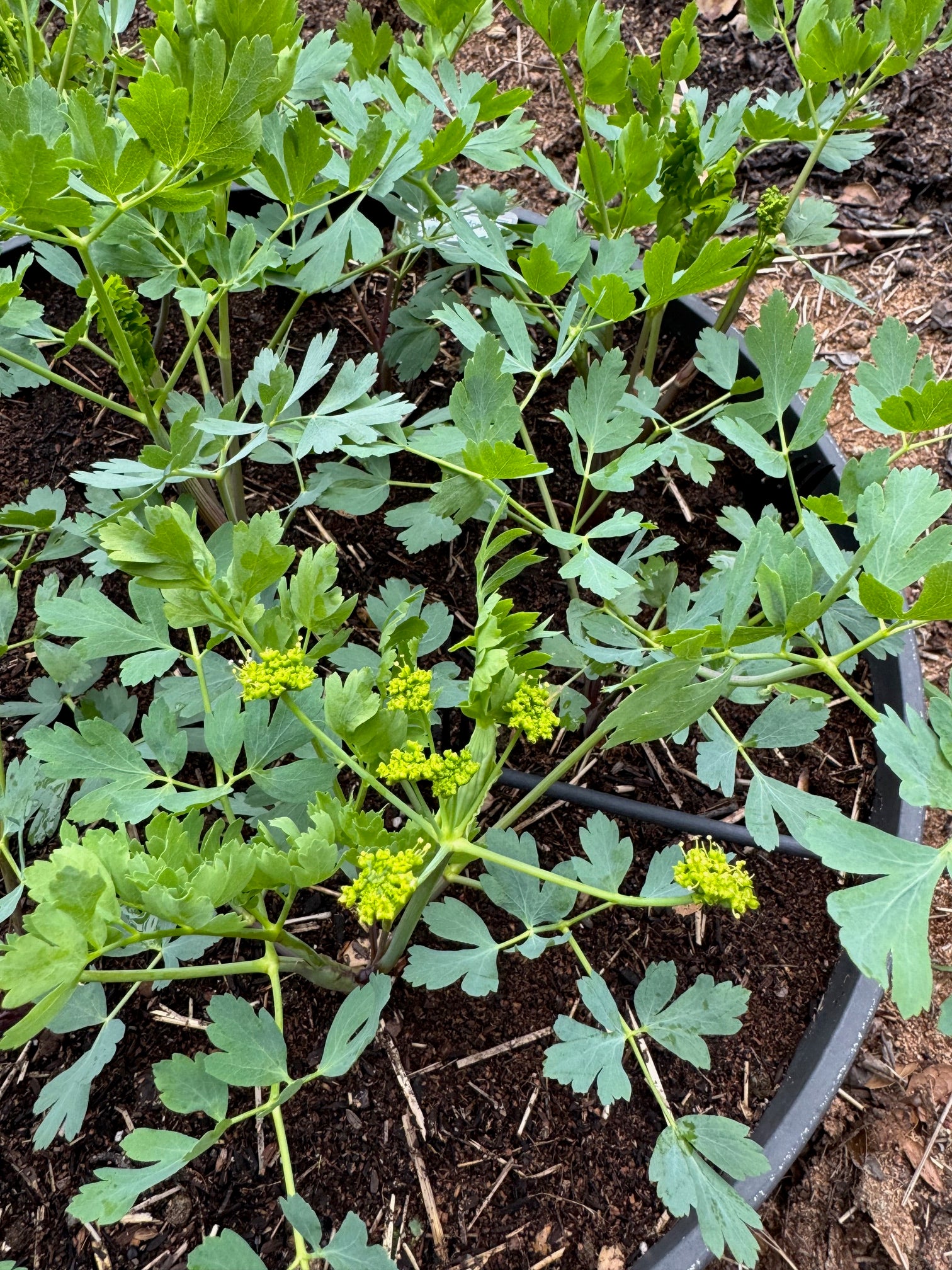 California Rock Parsnip | Lomatium californicum seeds