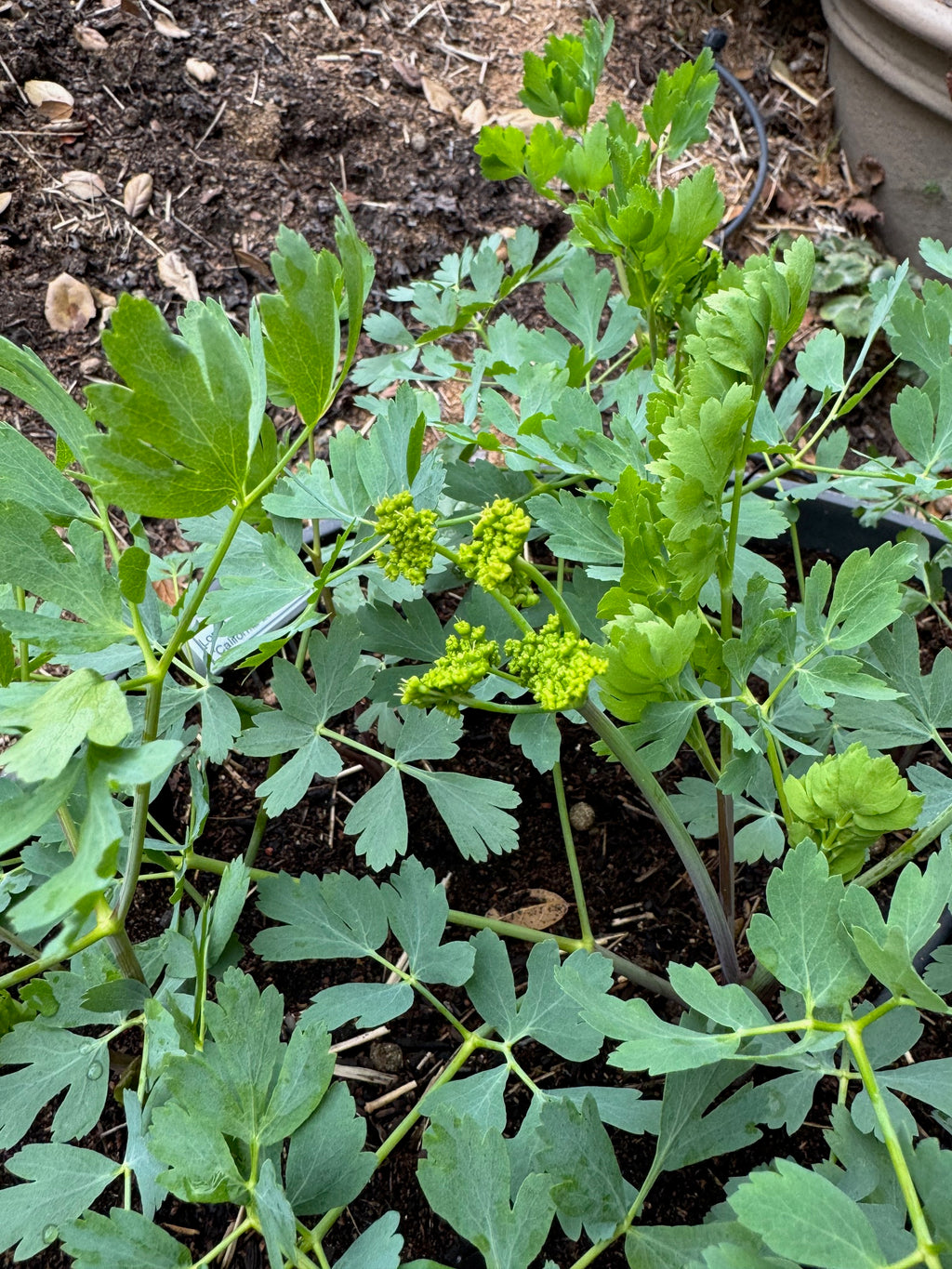 California Rock Parsnip | Lomatium californicum seeds