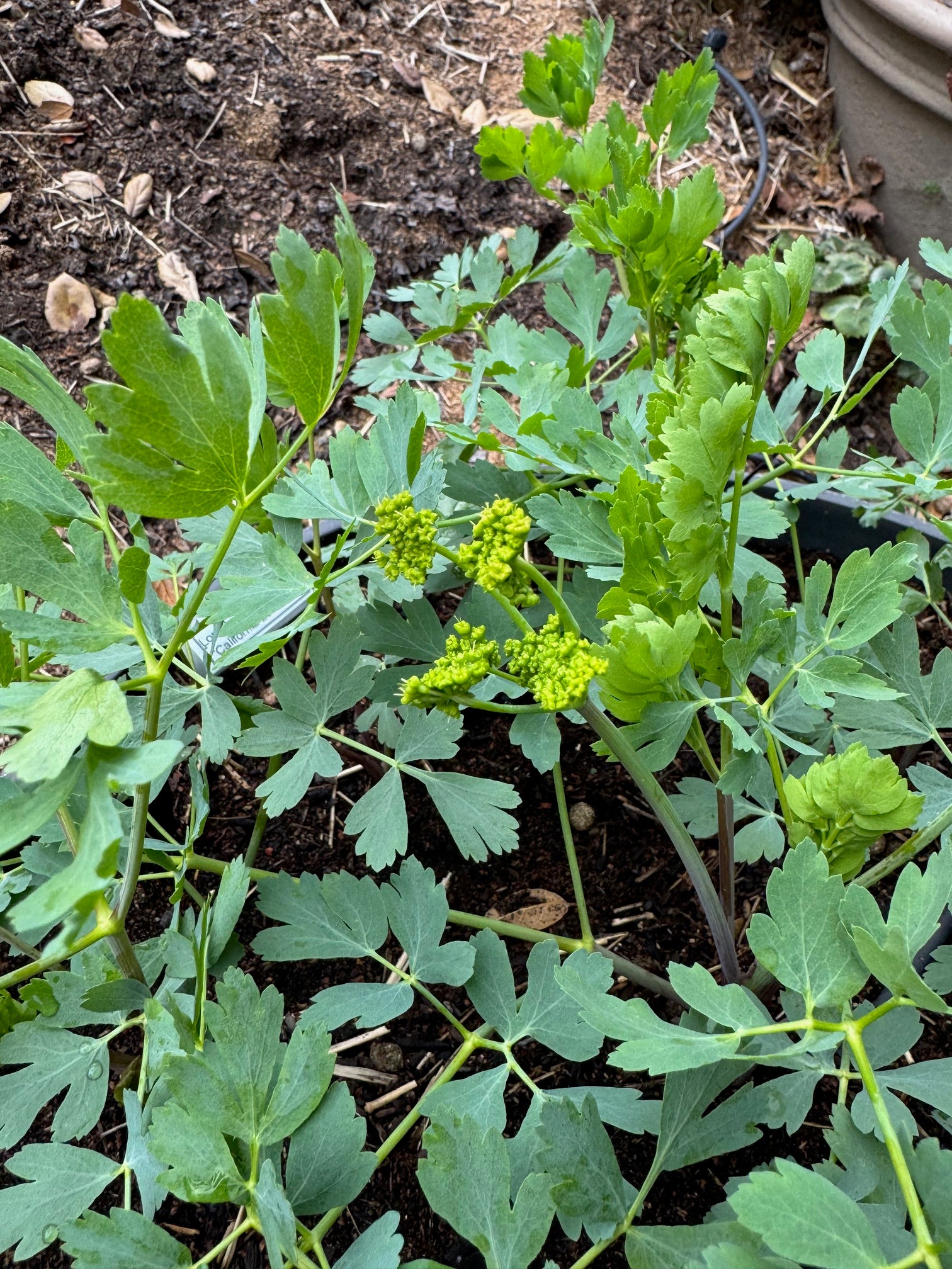 California Rock Parsnip | Lomatium californicum seeds