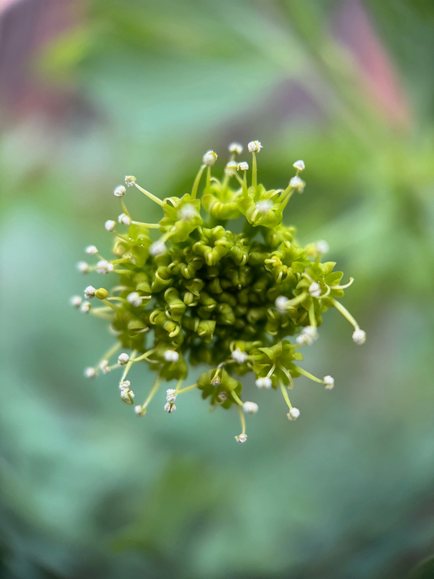 California Rock Parsnip | Lomatium californicum seeds