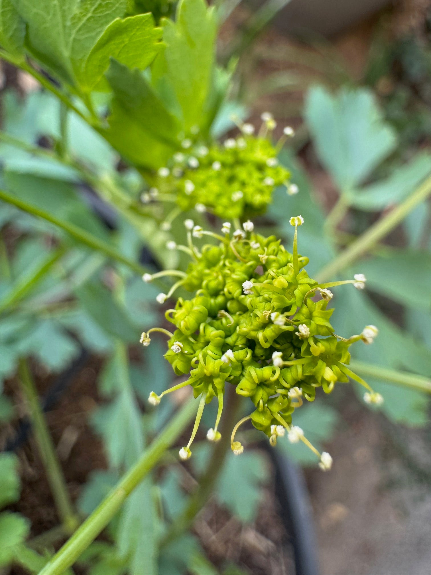 California Rock Parsnip | Lomatium californicum seeds
