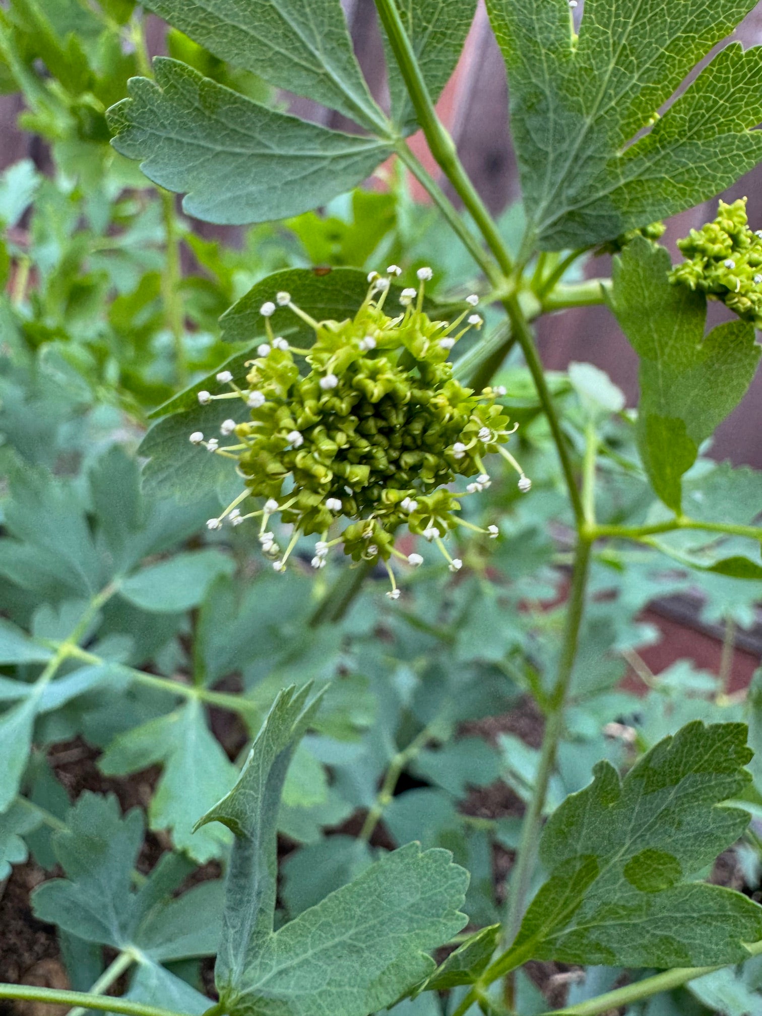 California Rock Parsnip | Lomatium californicum seeds