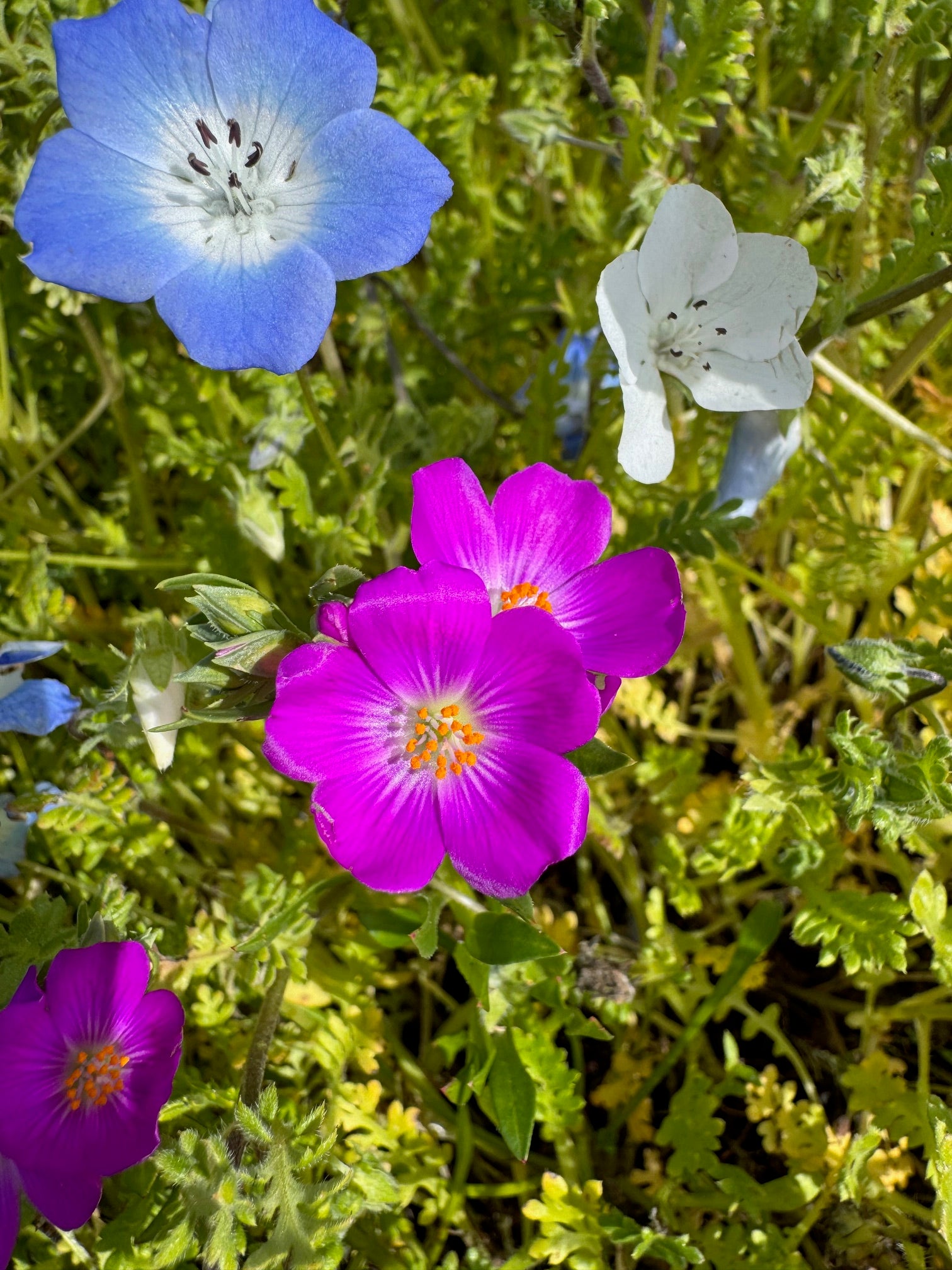 Red Maids | Calandrinia menziesii