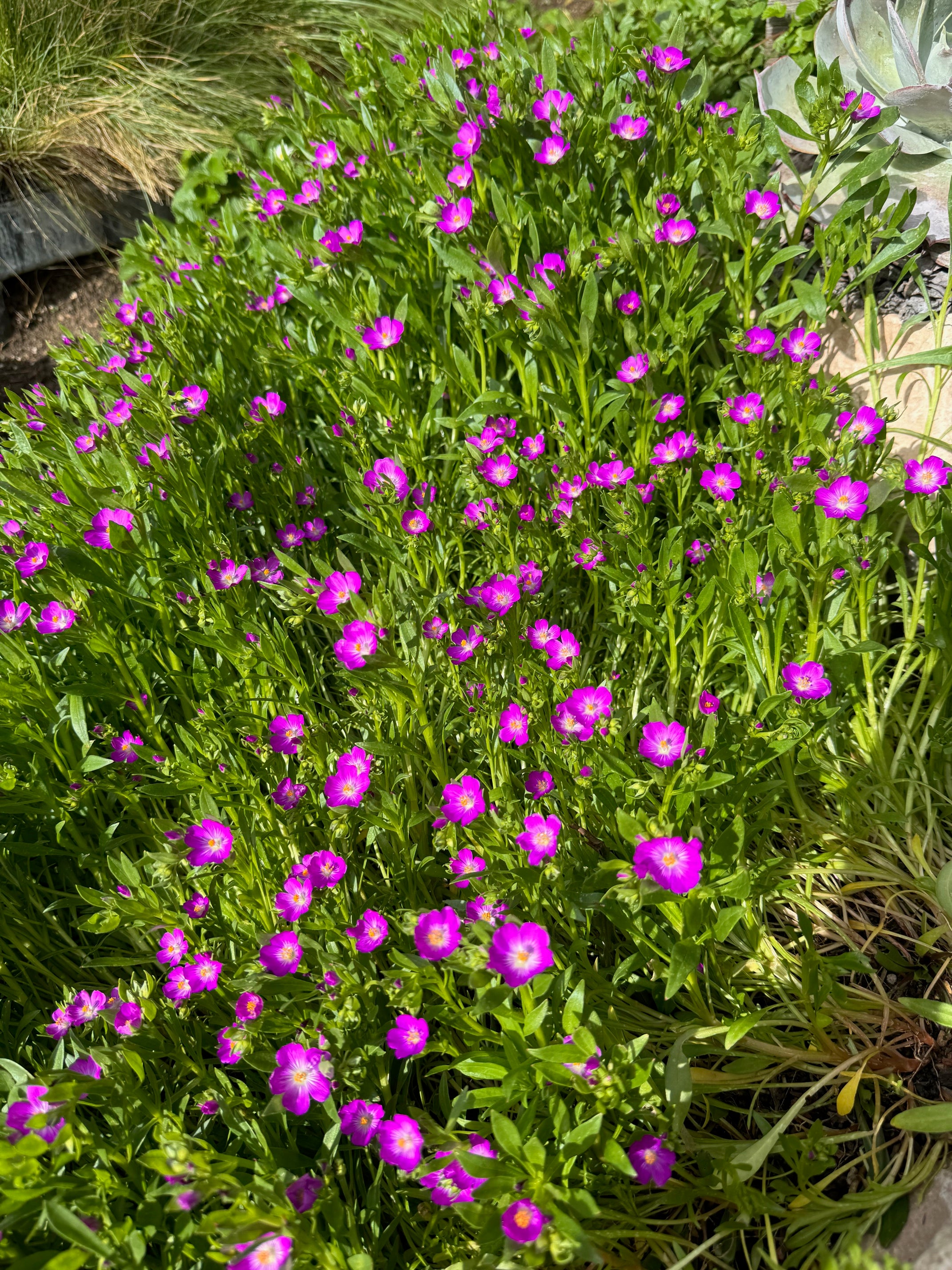 Red Maids | Calandrinia menziesii