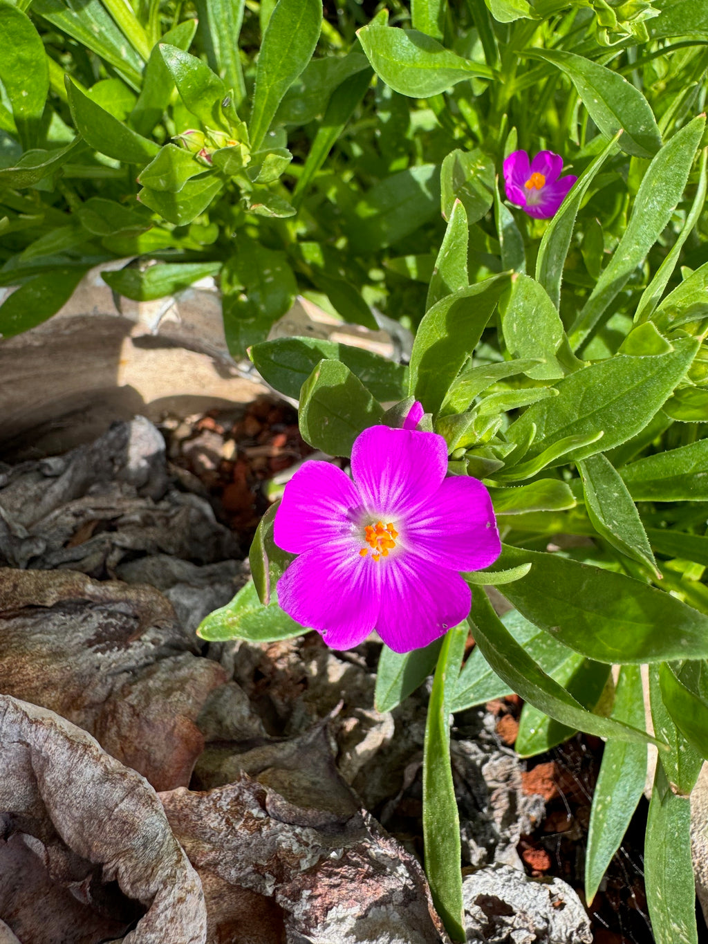 Red Maids | Calandrinia menziesii